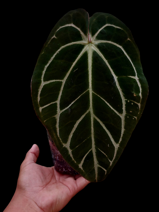 Anthurium Carlablackiae Pure Specie AMAZON04 (EXACT PLANT)