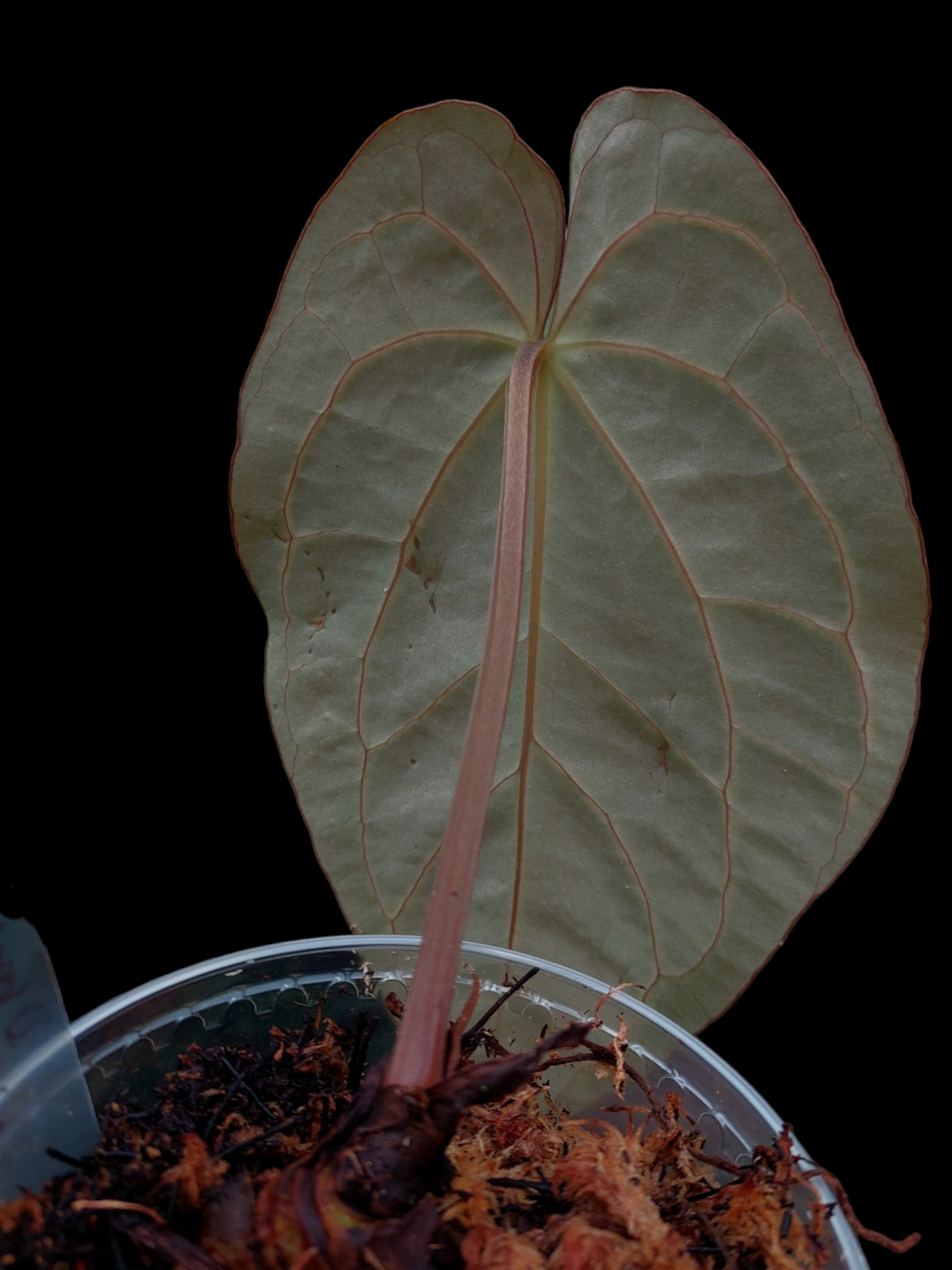 Anthurium Carlablackiae Pure Specie AMAZON04 (EXACT PLANT)