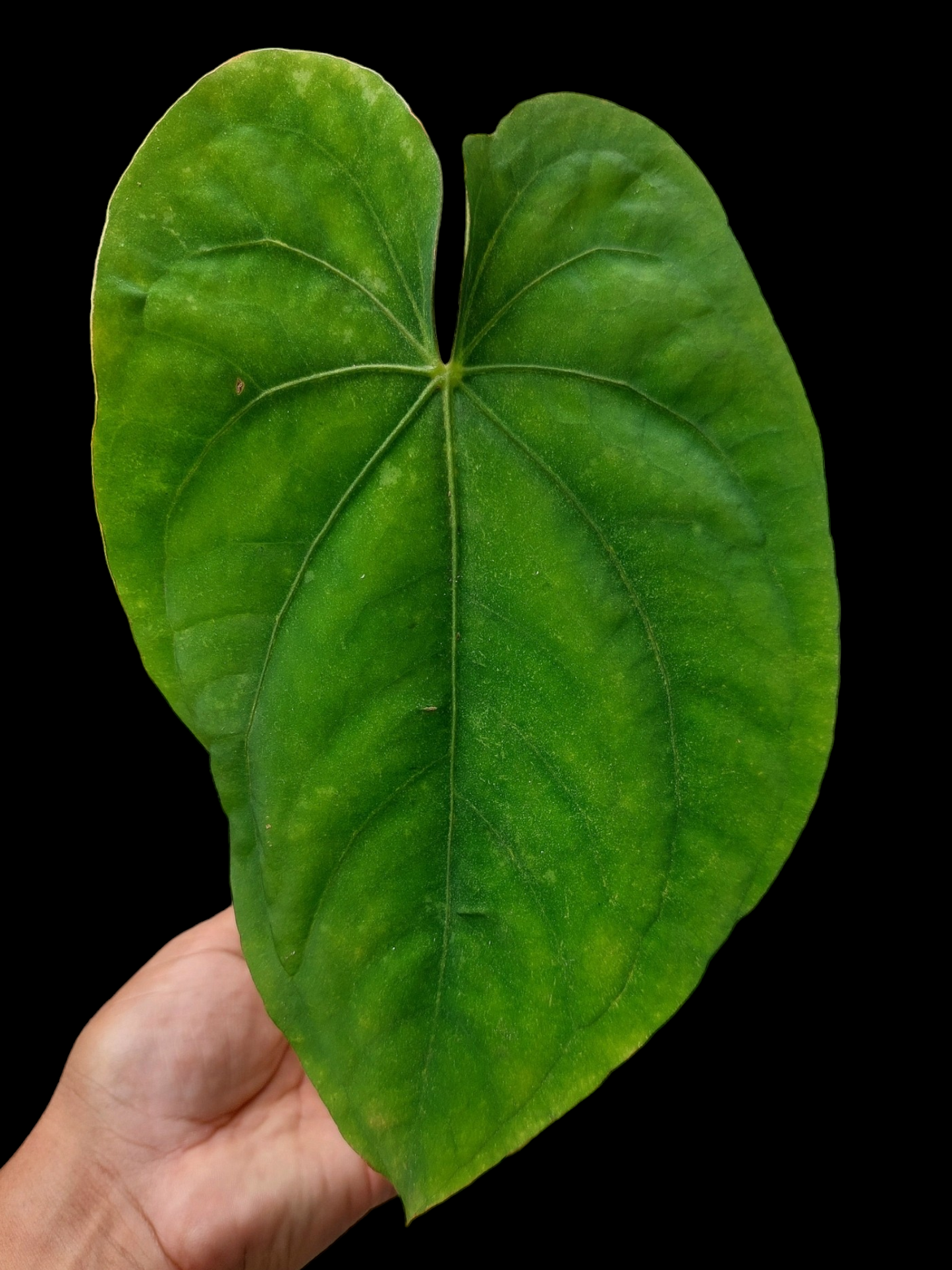 Anthurium Dressleri 'San Blas' Ecotype BIG PLANT (EXACT PLANT)
