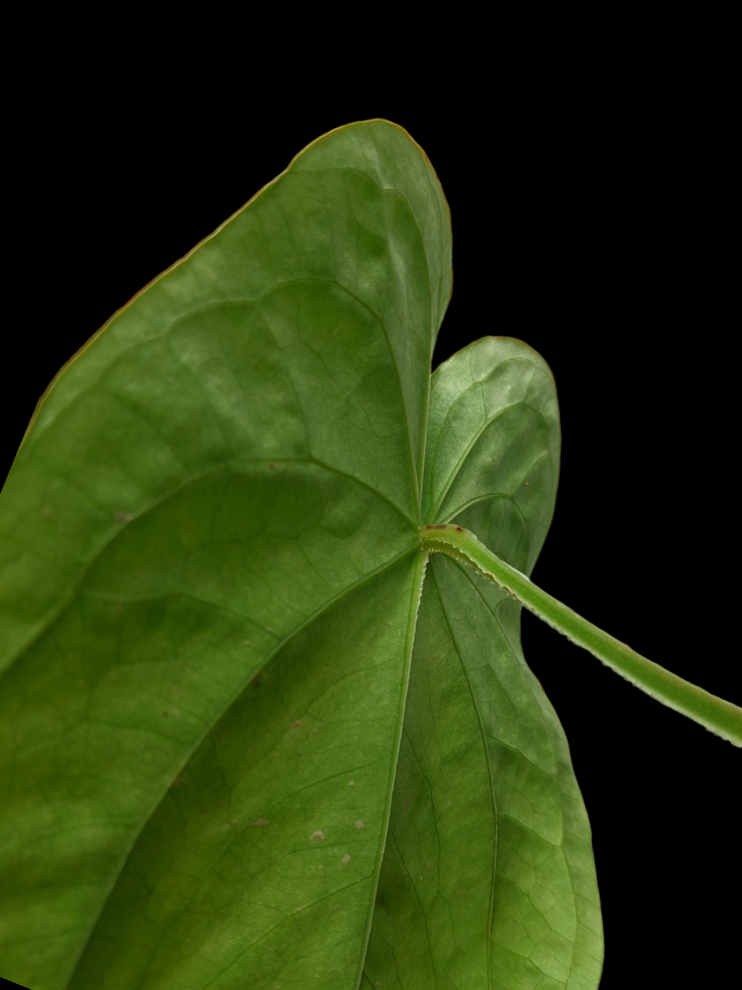 Anthurium Dressleri 'San Blas' Ecotype BIG PLANT (EXACT PLANT)