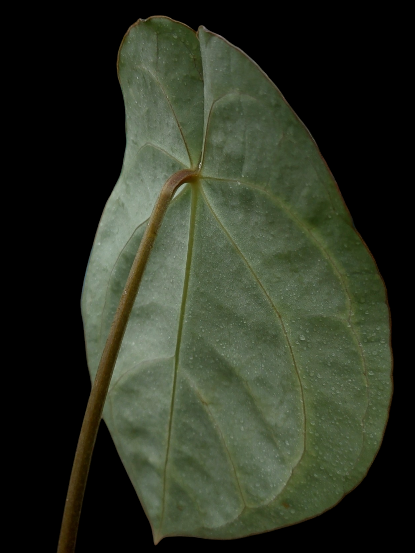 Anthurium Carlablackiae Pure Specie AMAZON05 (EXACT PLANT)