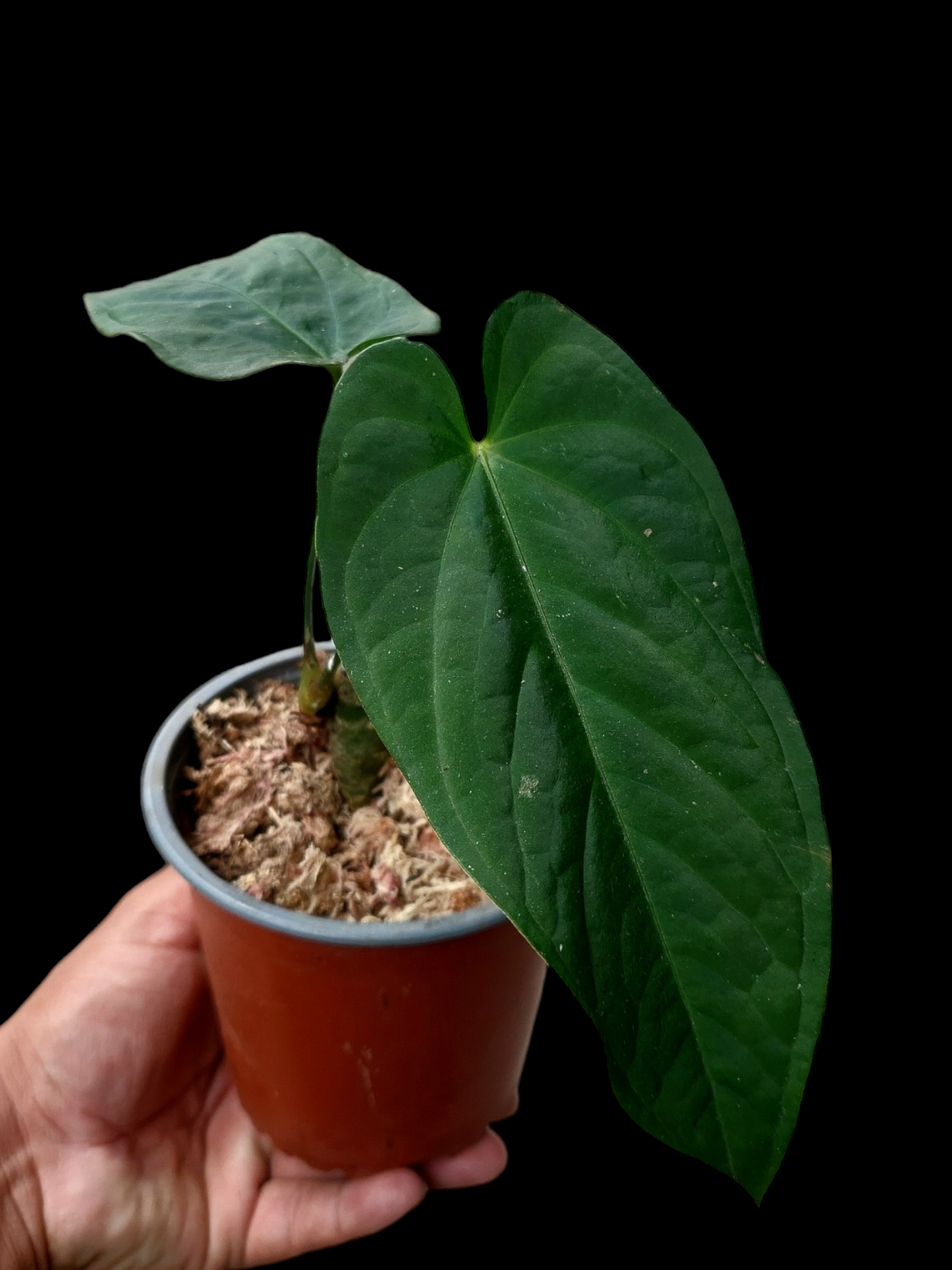 Anthurium sp. "Tarapoto Velvet" (EXACT PLANT)