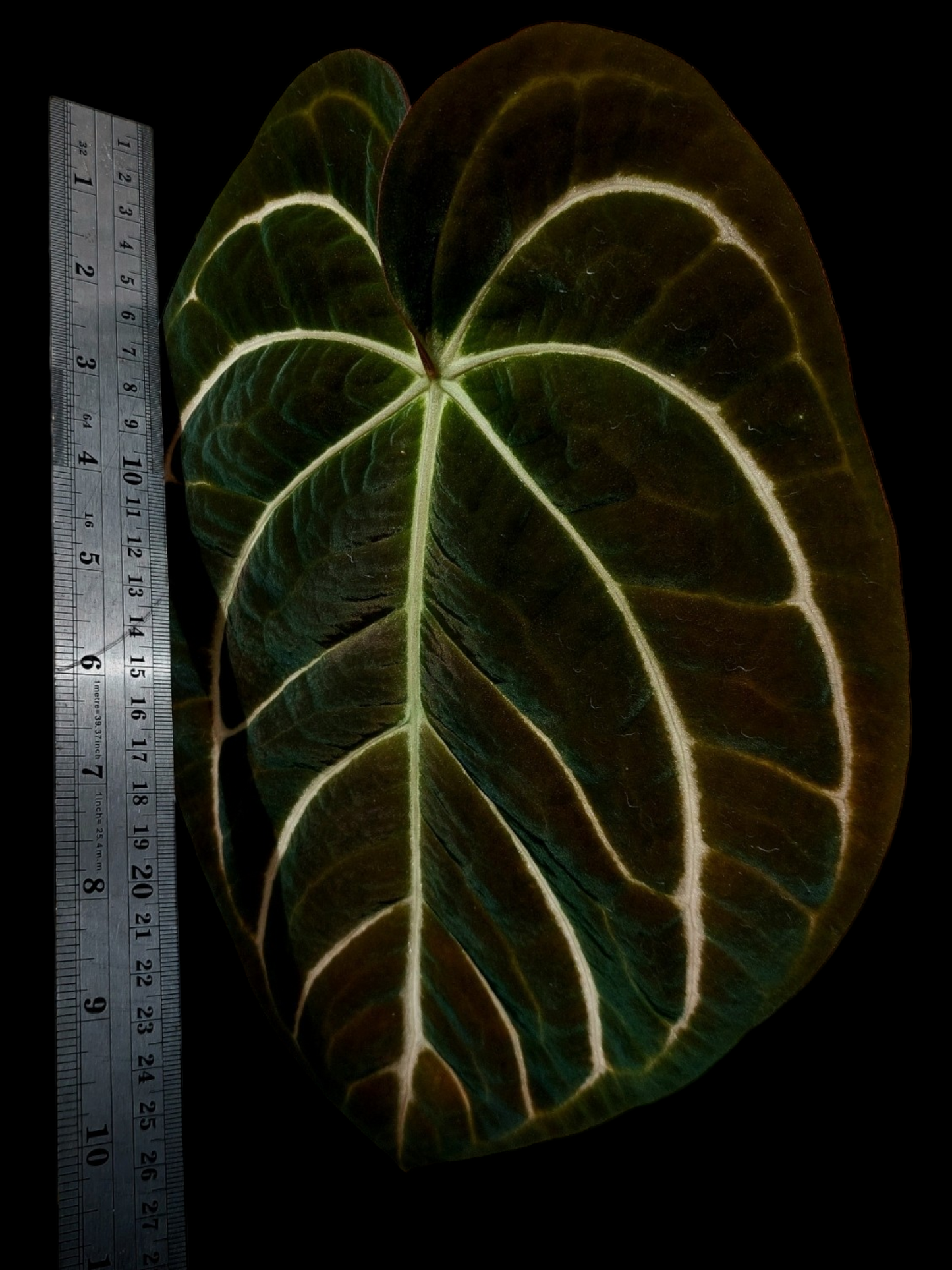 Anthurium Carlablackiae BIG PLANT! Pure Specie (EXACT PLANT)