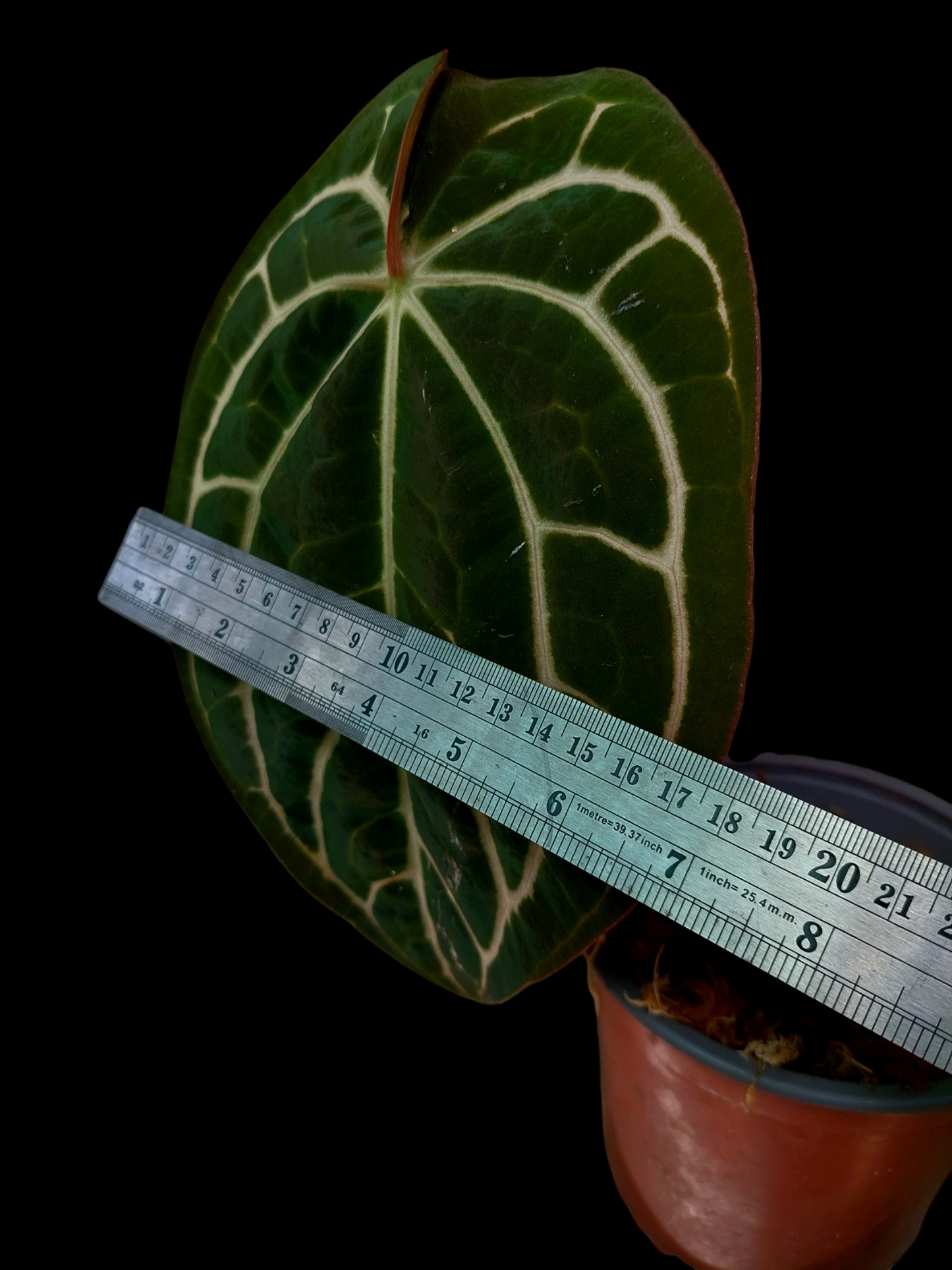 Anthurium Carlablackiae Pure Specie AMAZON0108 (EXACT PLANT)