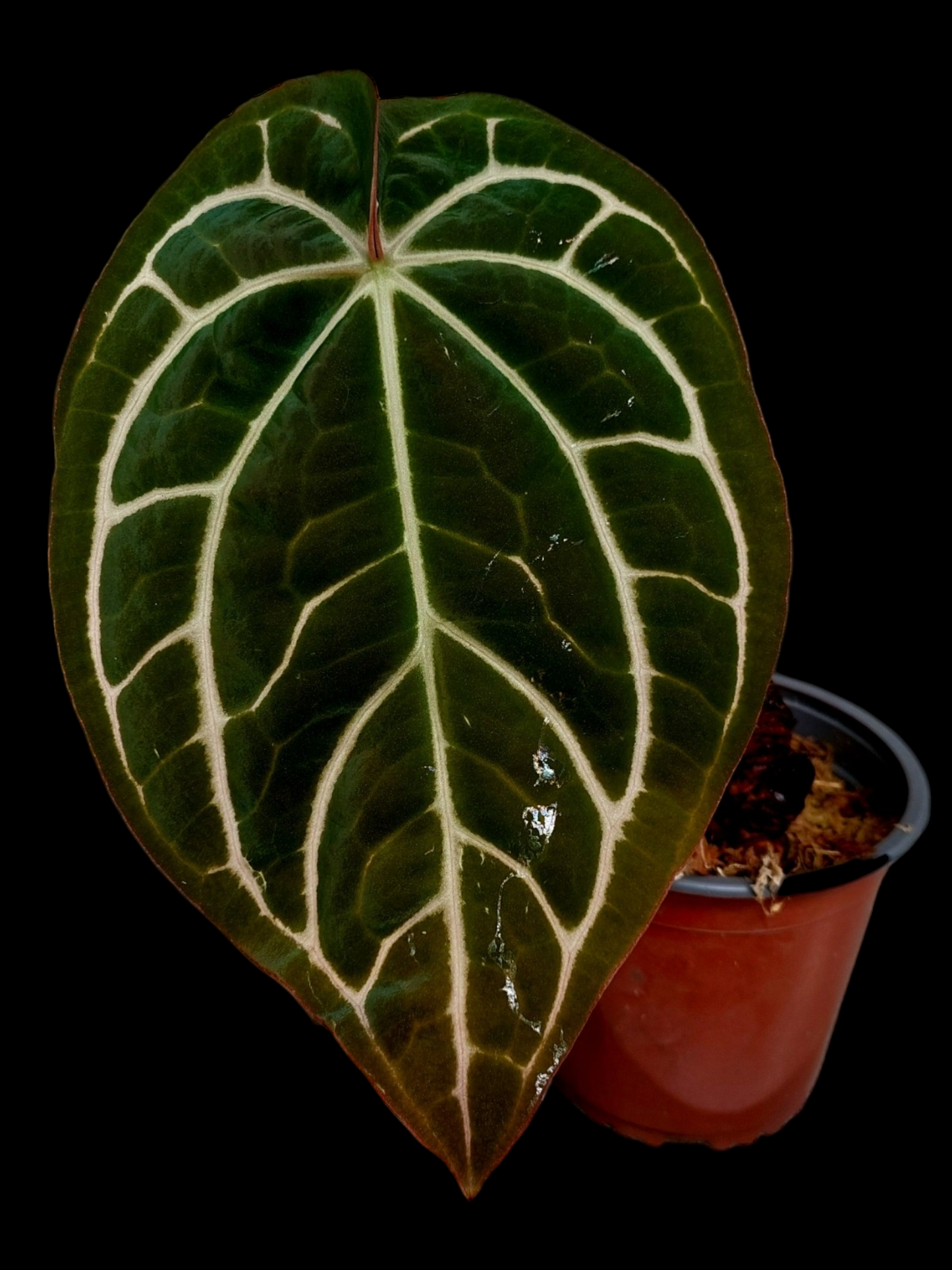 Anthurium Carlablackiae Pure Specie AMAZON0108 (EXACT PLANT)