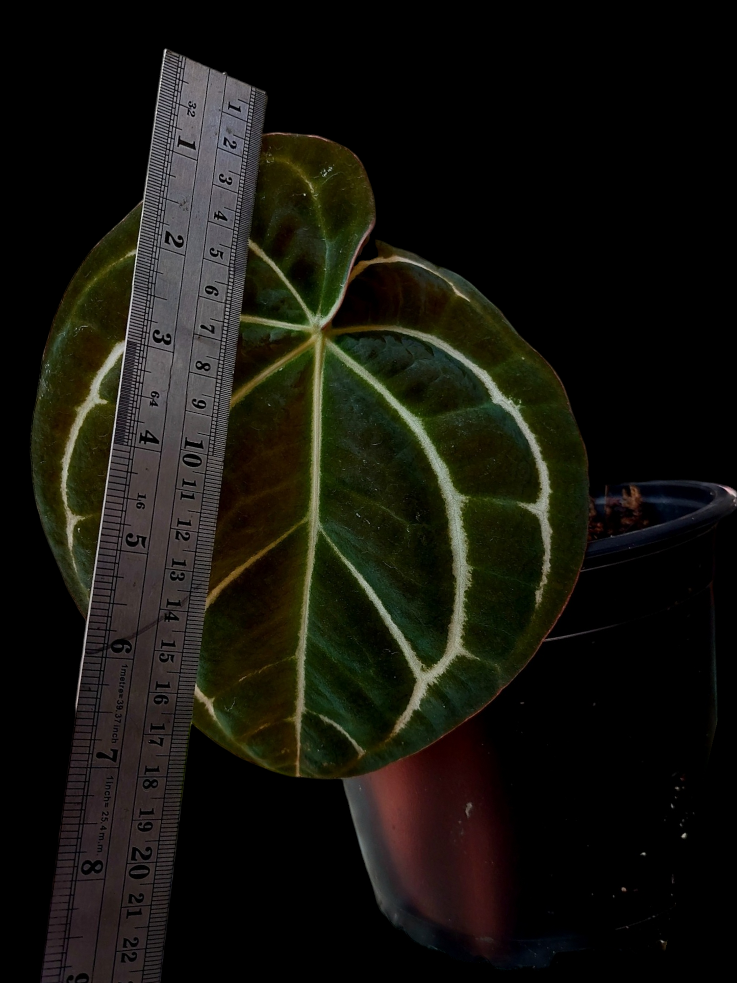 Anthurium Carlablackiae Pure Specie AMAZON0109 (EXACT PLANT)