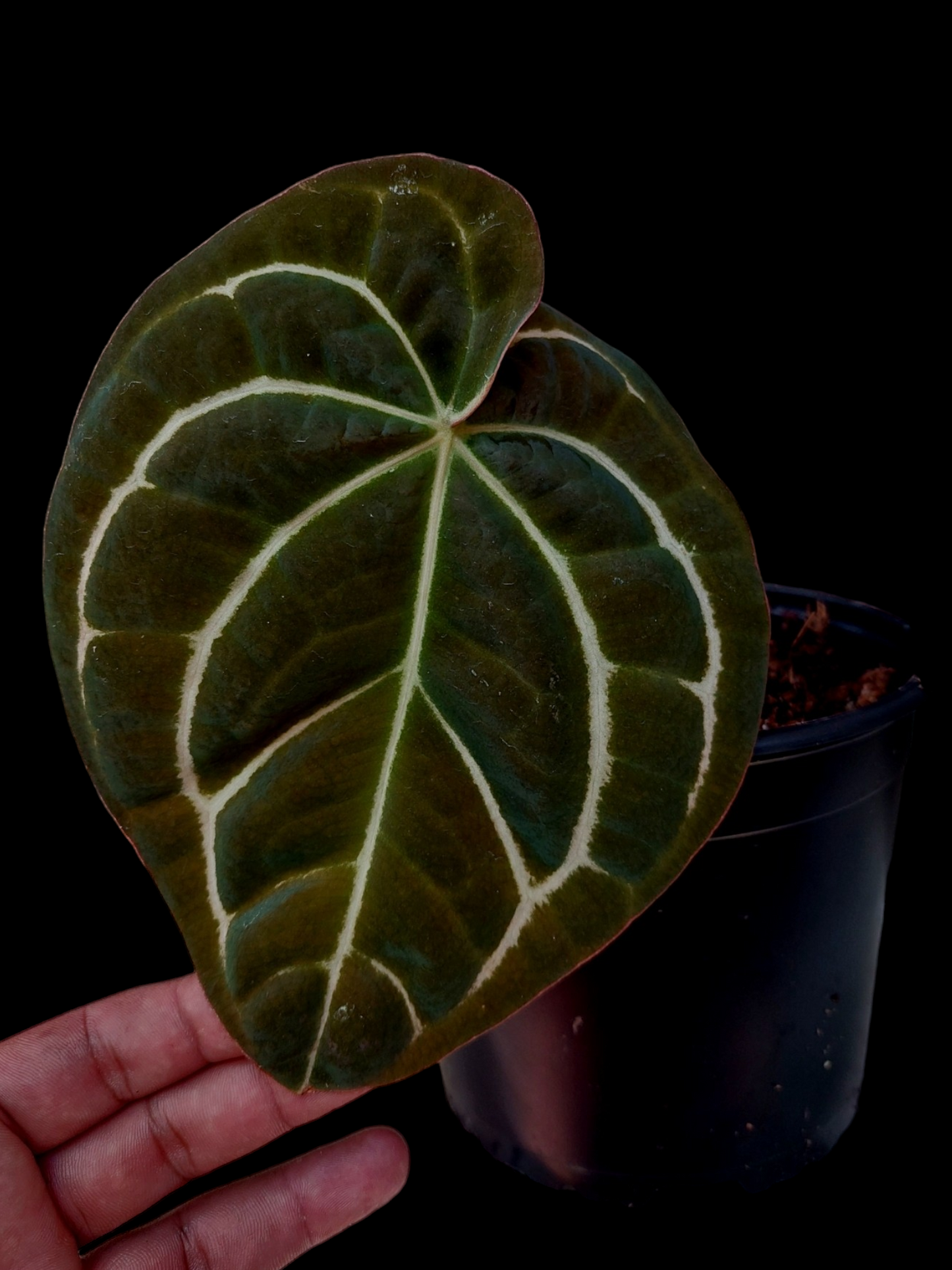 Anthurium Carlablackiae Pure Specie AMAZON0109 (EXACT PLANT)