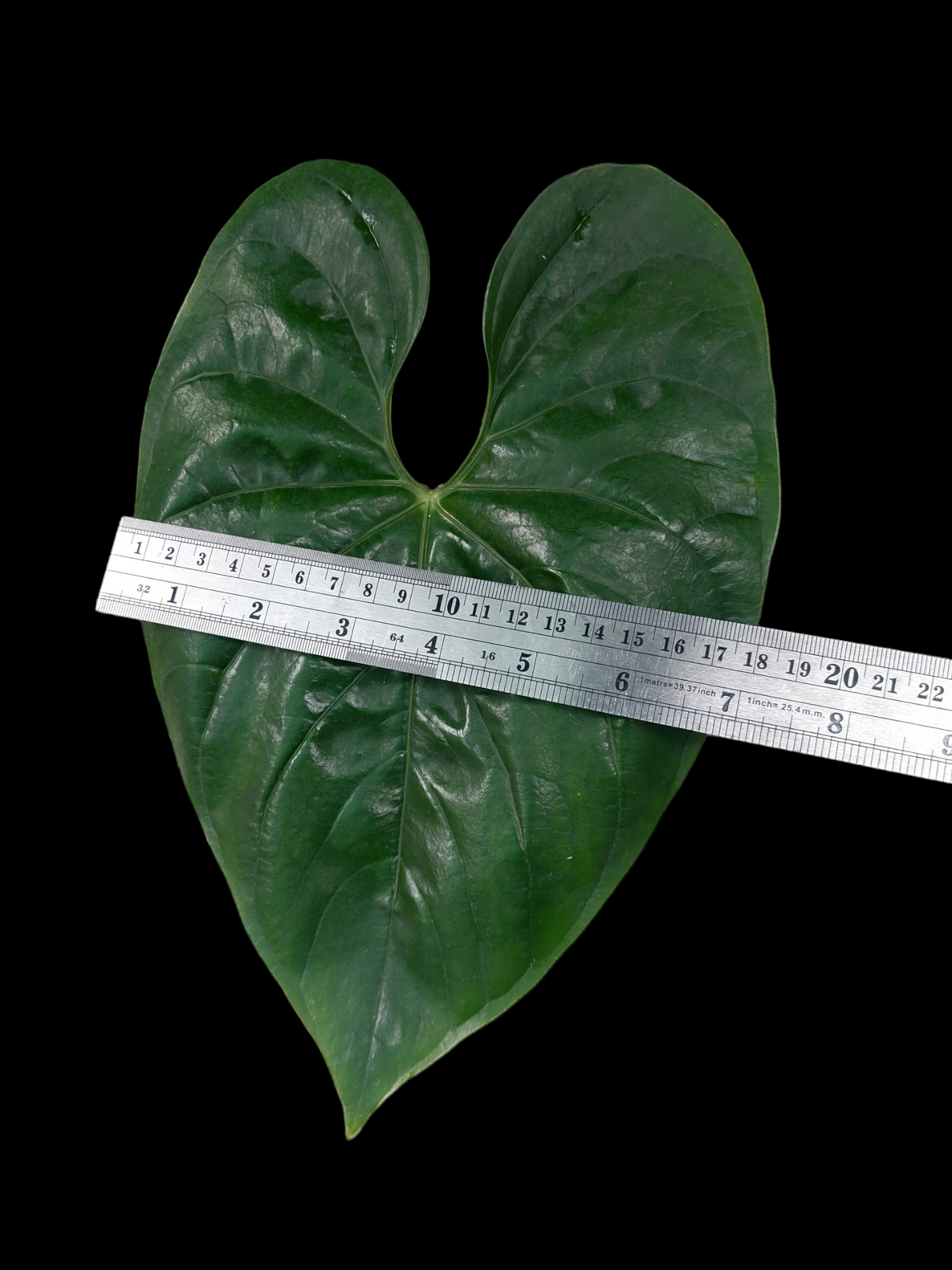 Anthurium sp. Iquitos (EXACT PLANT)