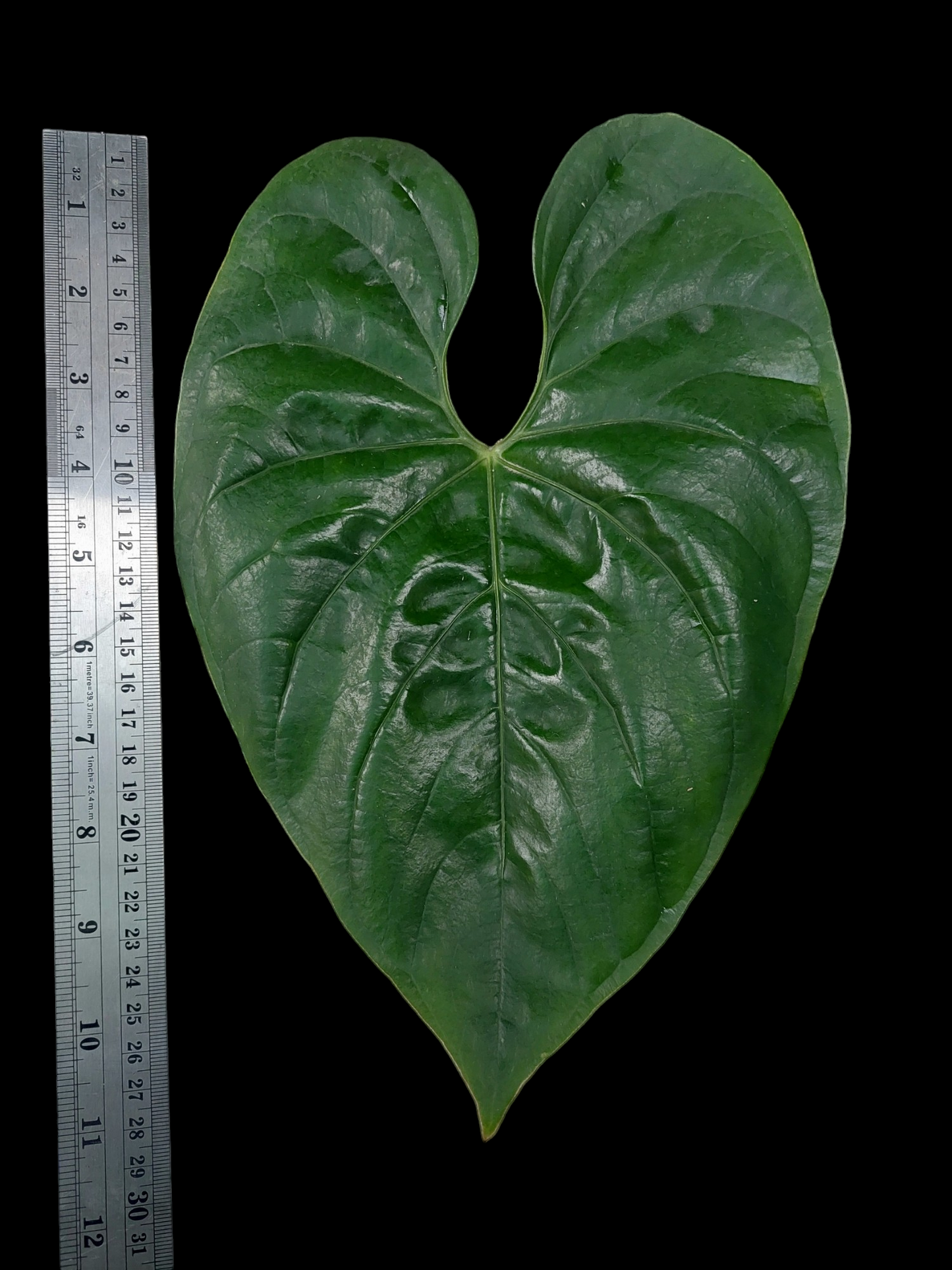 Anthurium sp. Iquitos (EXACT PLANT)