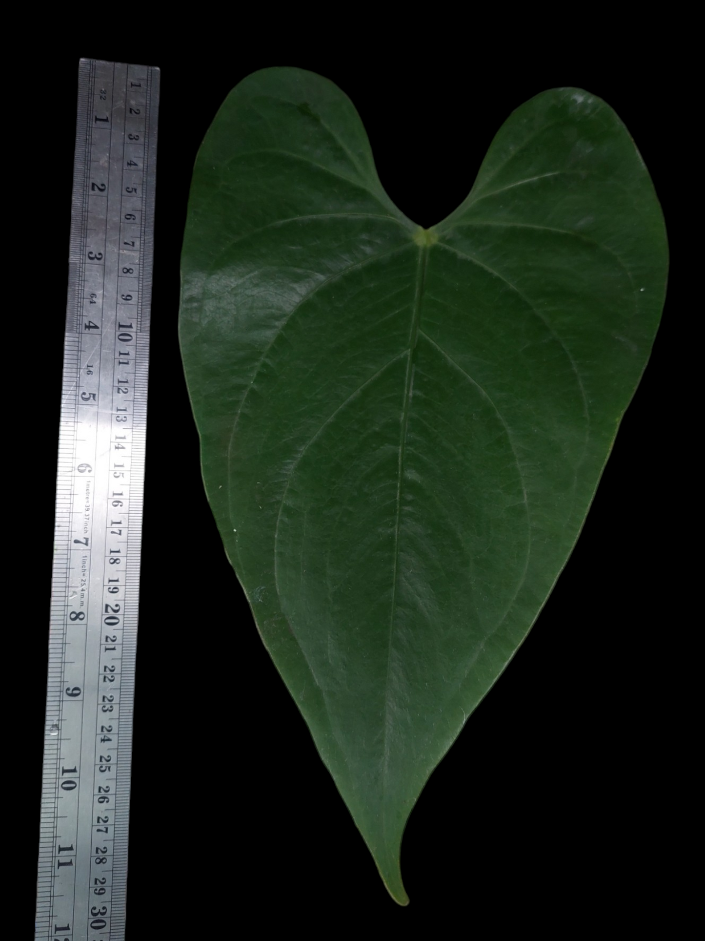 Anthurium sp. 'Shapaja' Round form (EXACT PLANT)