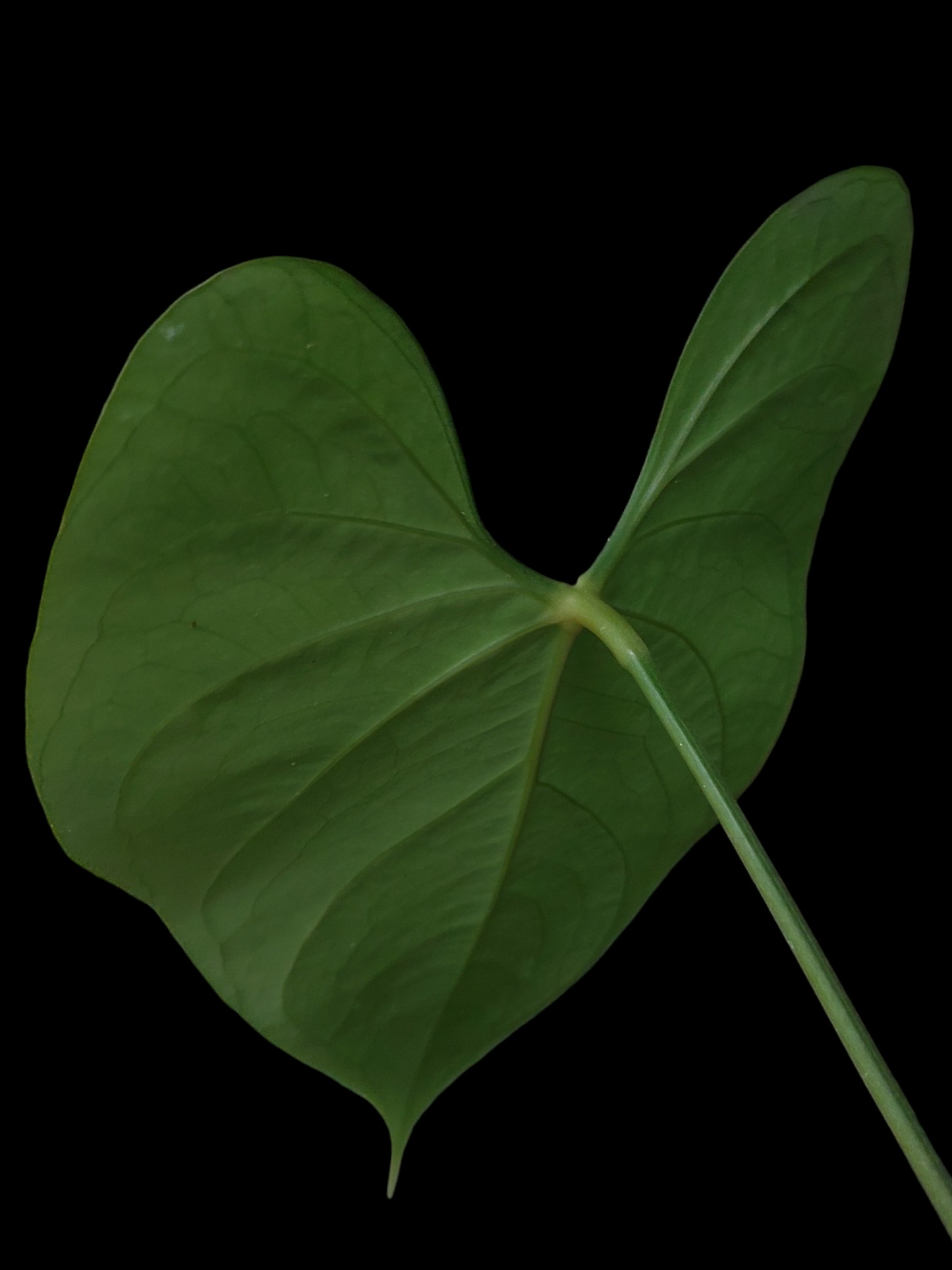 Anthurium sp. 'Shapaja' Round form (EXACT PLANT)