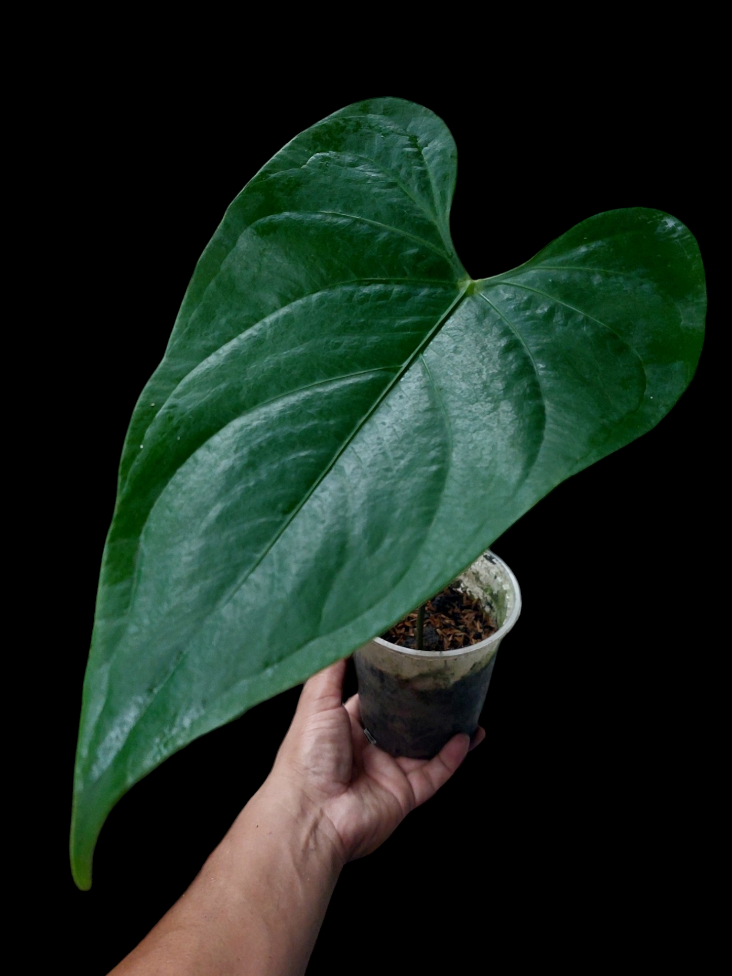 Anthurium sp. 'Shapaja' Round form (EXACT PLANT)