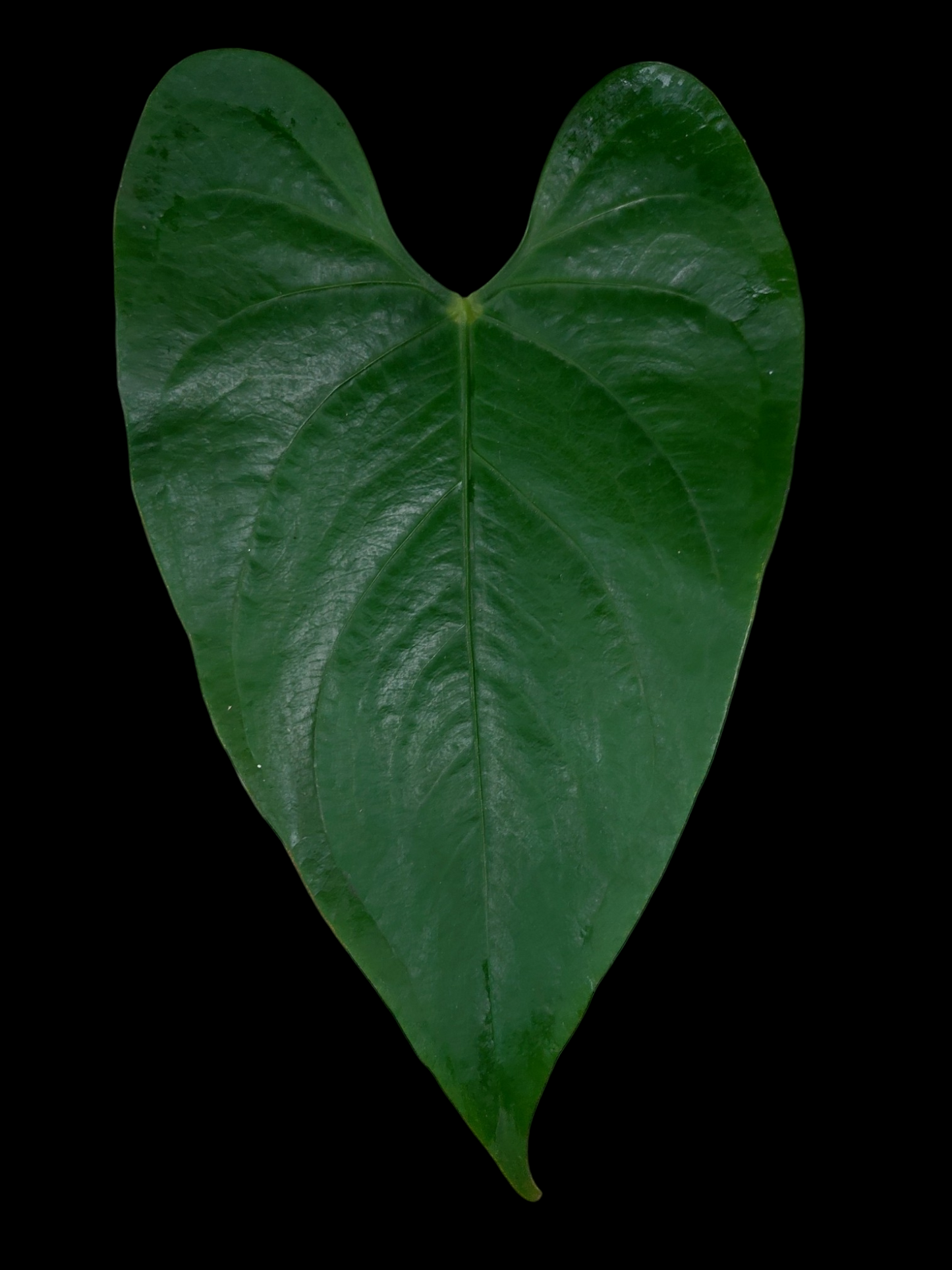 Anthurium sp. 'Shapaja' Round form (EXACT PLANT)