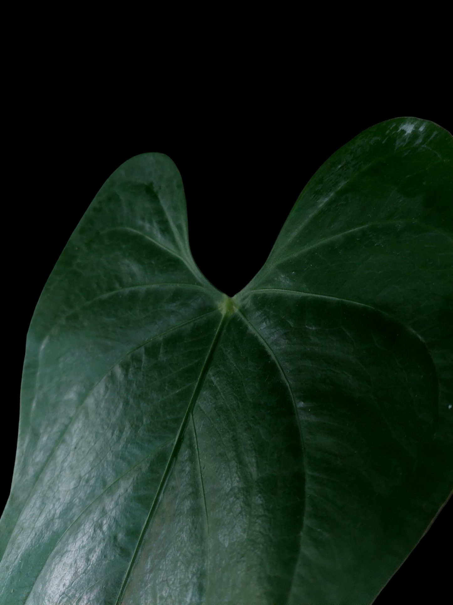 Anthurium sp. 'Shapaja' Round form (EXACT PLANT)