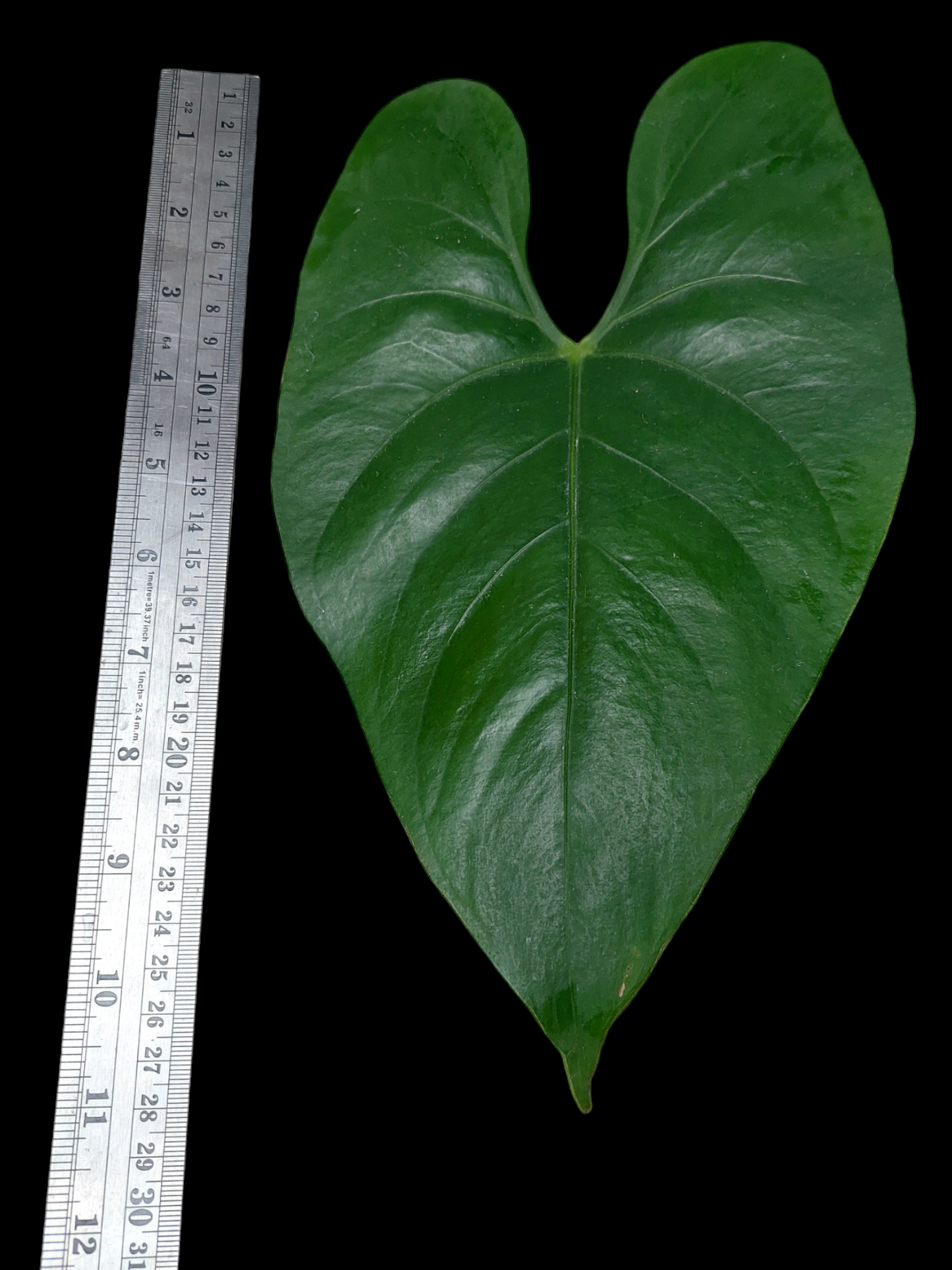 Anthurium sp. 'Shapaja' Round form (EXACT PLANT)