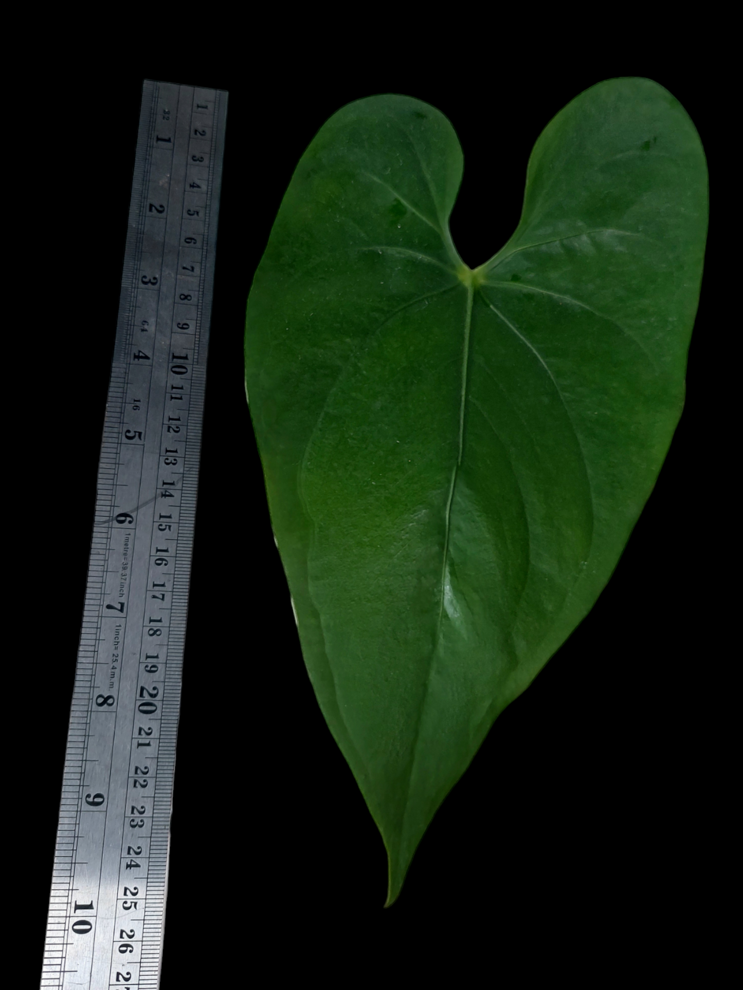 Anthurium sp. 'Shapaja' Round form (EXACT PLANT)