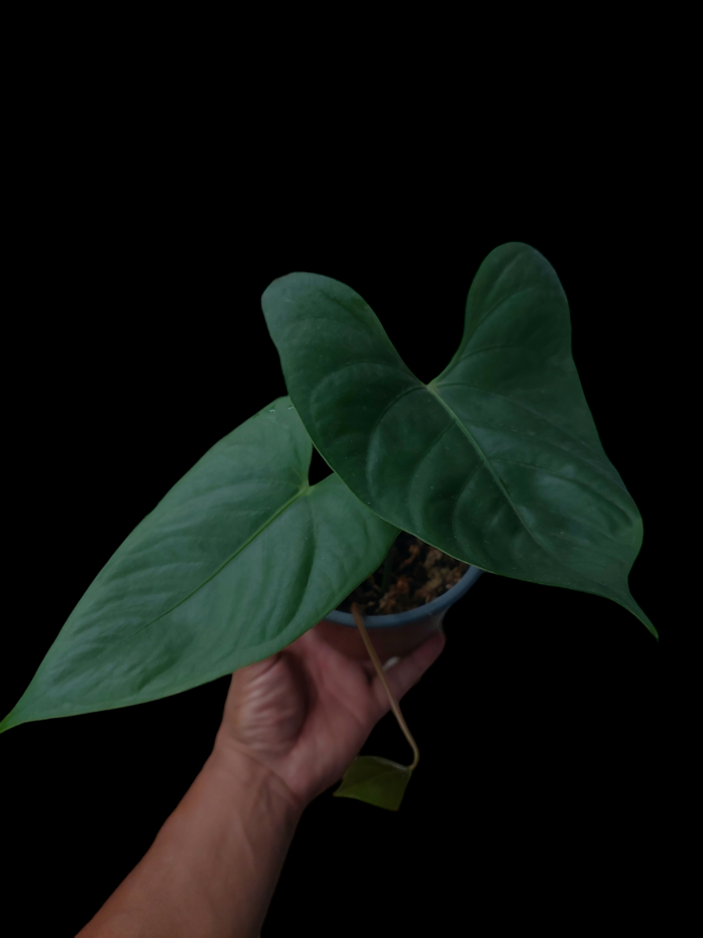 Anthurium sp. 'Shapaja' Round form (EXACT PLANT)