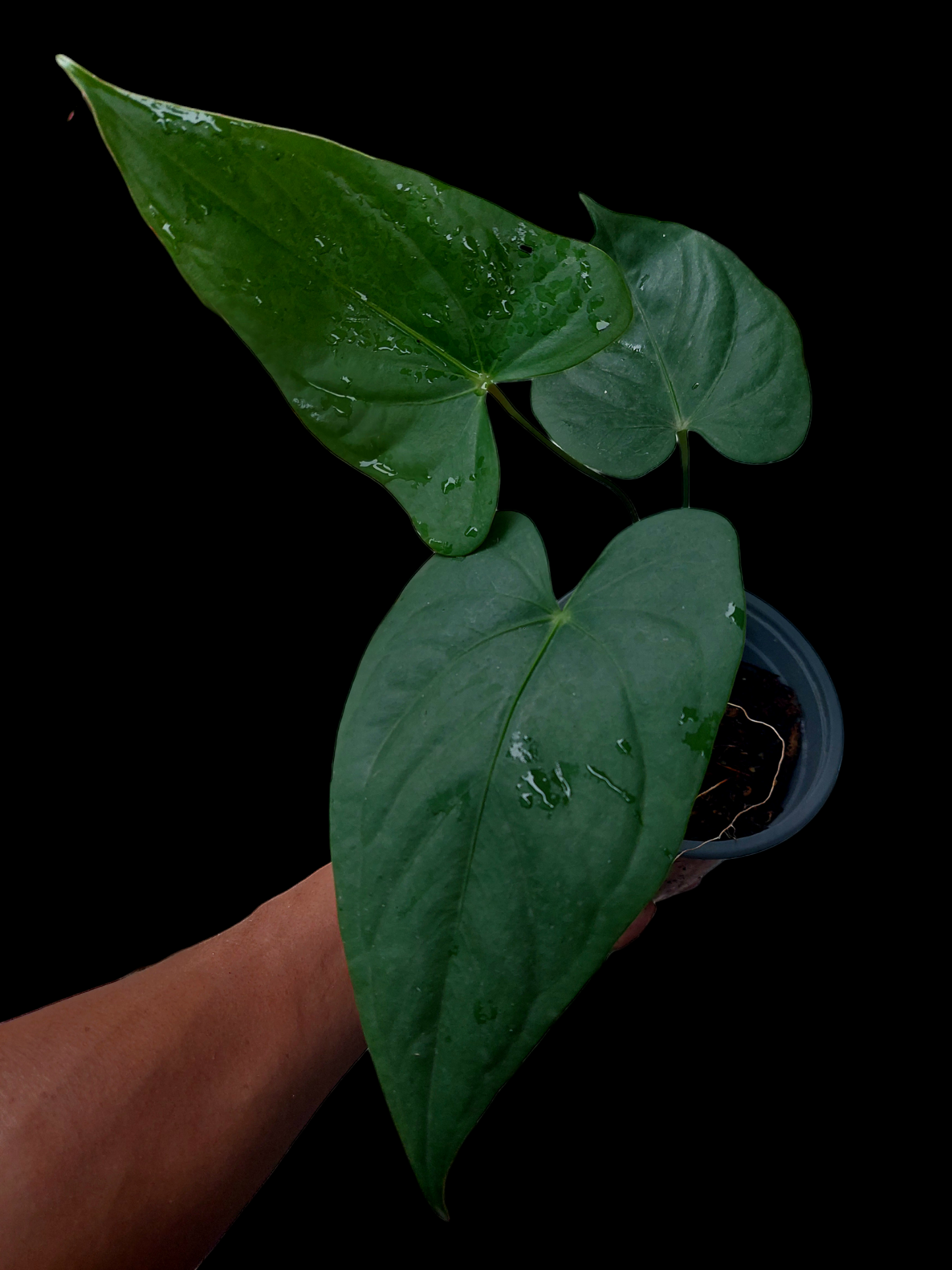 Anthurium sp. 'Shapaja' Round form (EXACT PLANT)