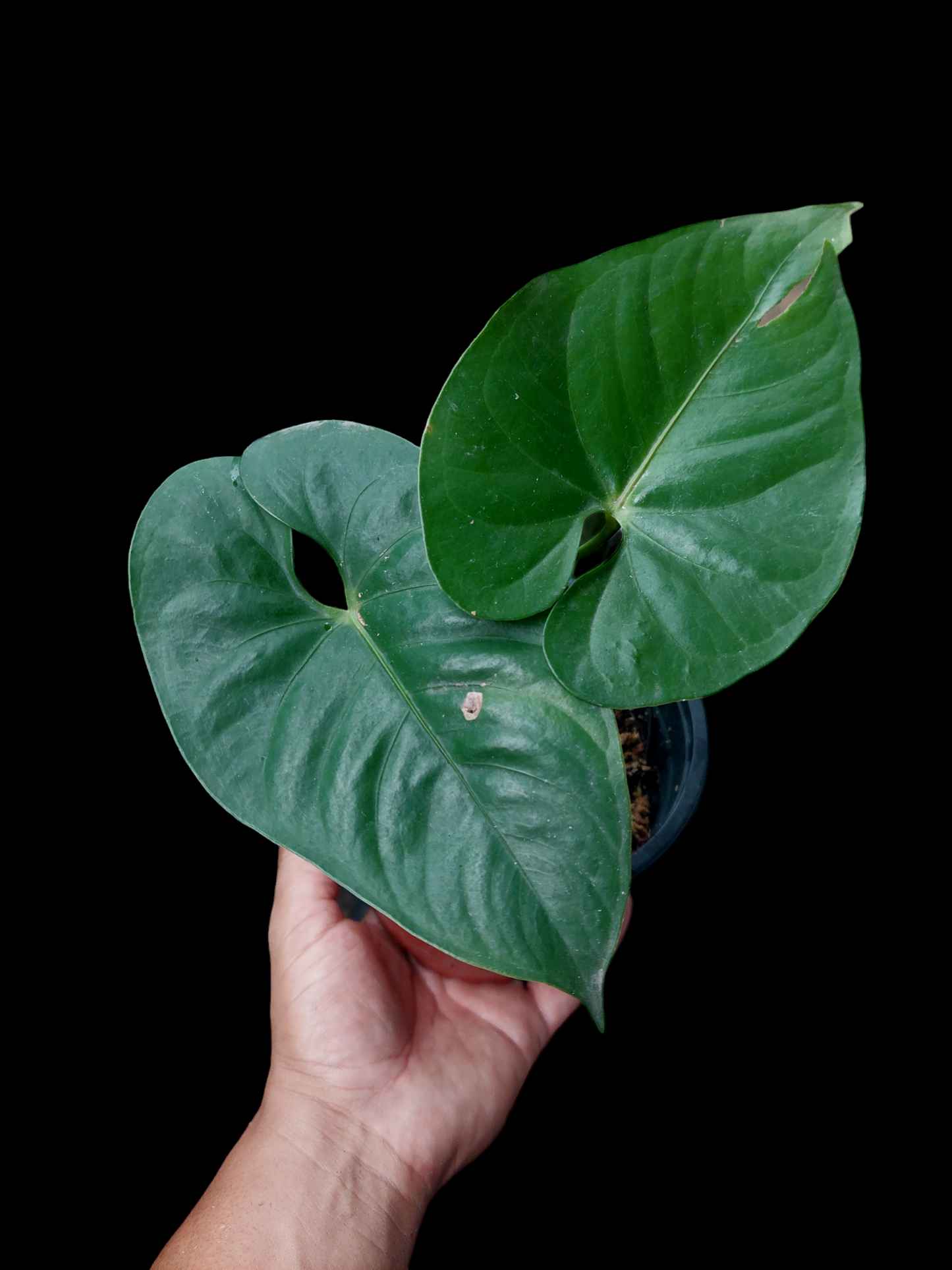 Anthurium sp. 'Shapaja' Round form (EXACT PLANT)