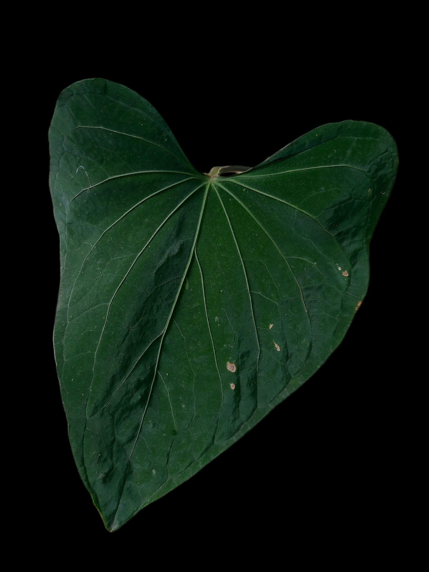 Anthurium sp. 'Huanuco Dark Velvet' (EXACT PLANT)