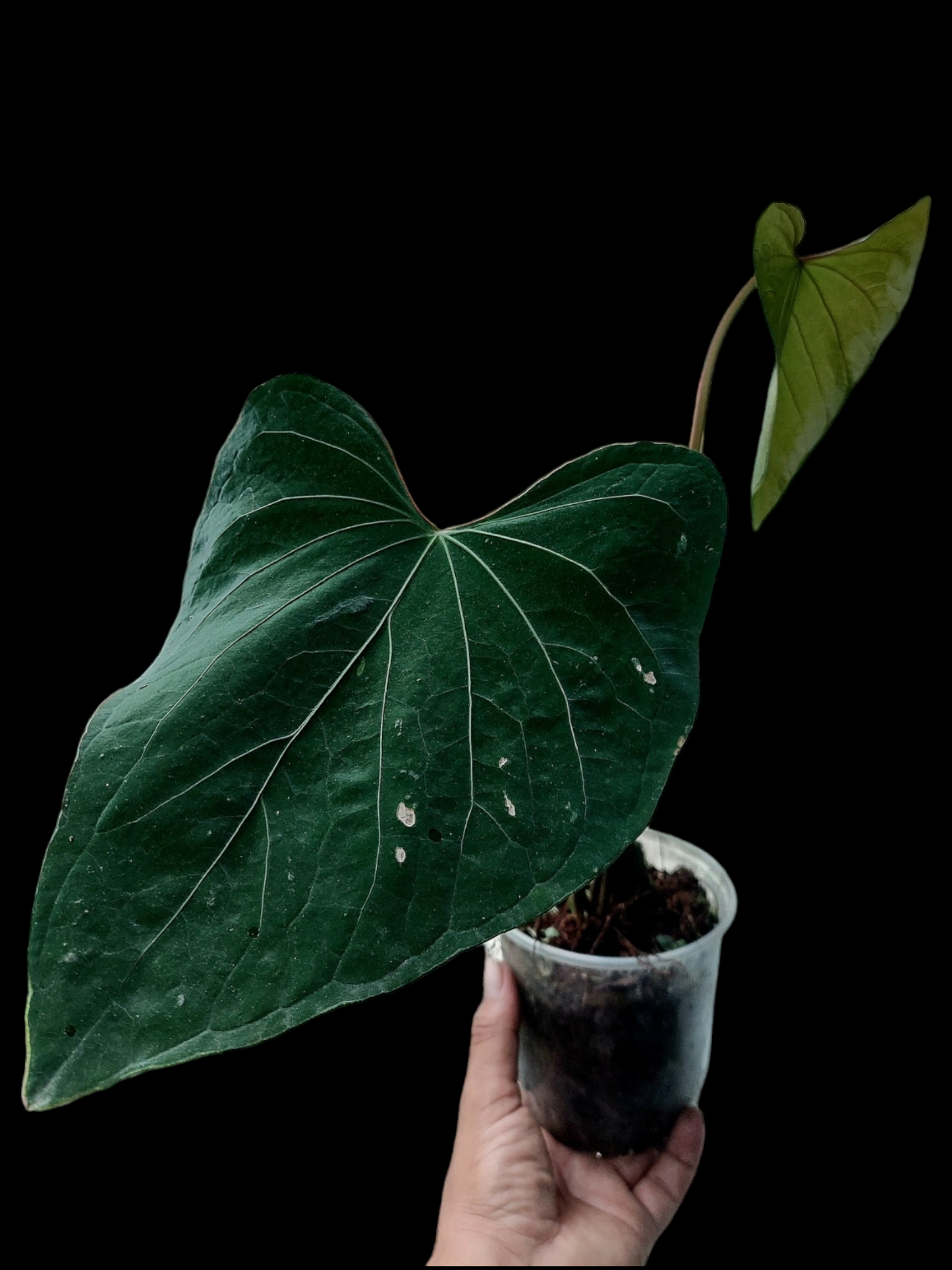 Anthurium sp. 'Huanuco Dark Velvet' (EXACT PLANT)