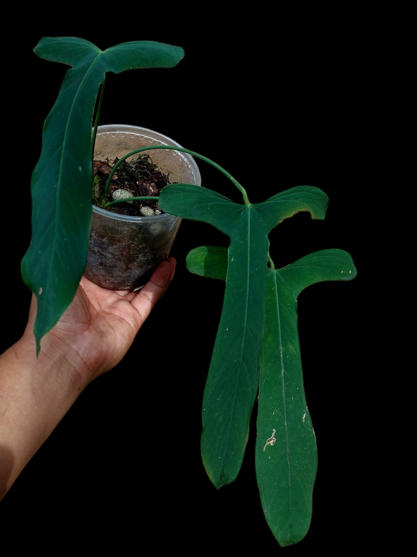Anthurium Argyrostachyum 'Velvety' BIG PLANT (EXACT PLANT)