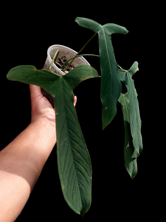 Anthurium Argyrostachyum 'Velvety' BIG PLANT (EXACT PLANT)