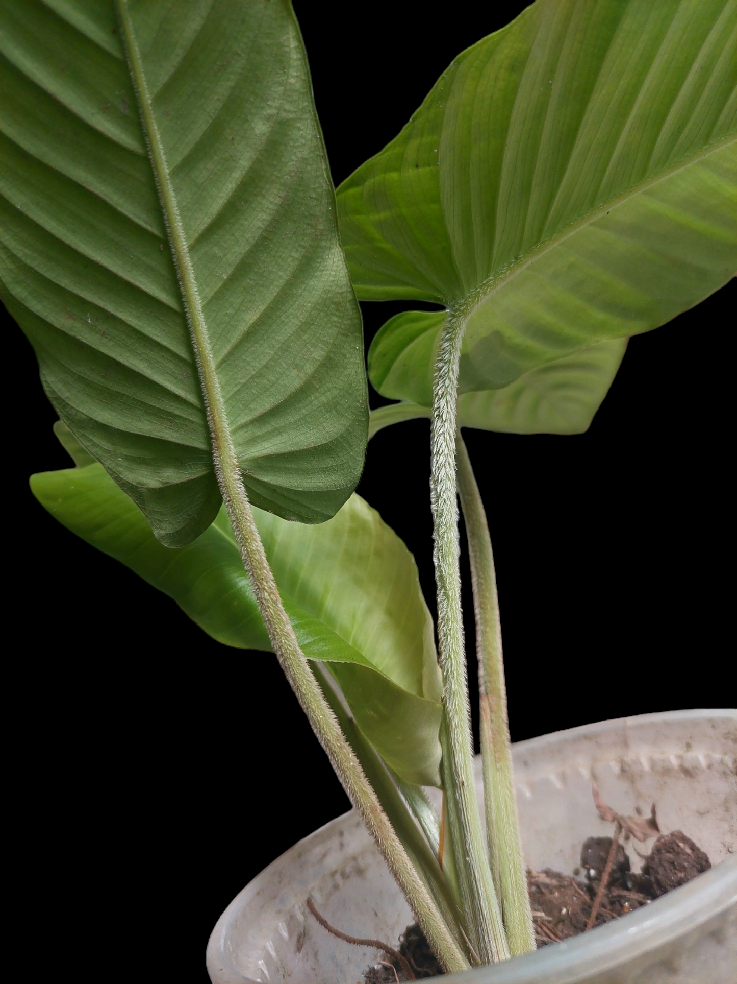 Adelonema Picturatum Peru Ecotype Narrow form (EXACT PLANT)