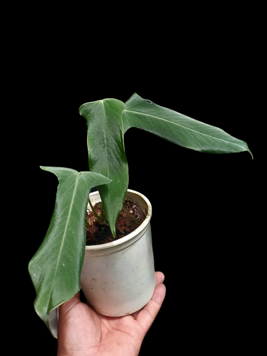 Anthurium Argyrostachyum 'Velvety' 3 Leaves (EXACT PLANT)