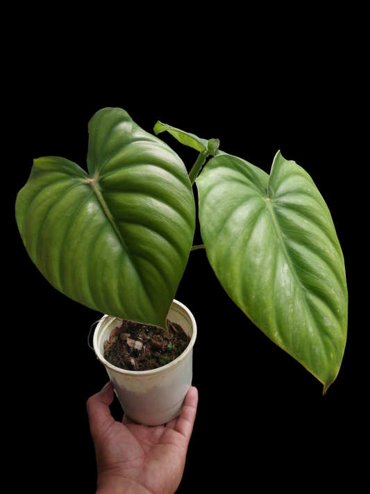 Philodendron Plowmanii Cafe Tarapoto (EXACT PLANT)