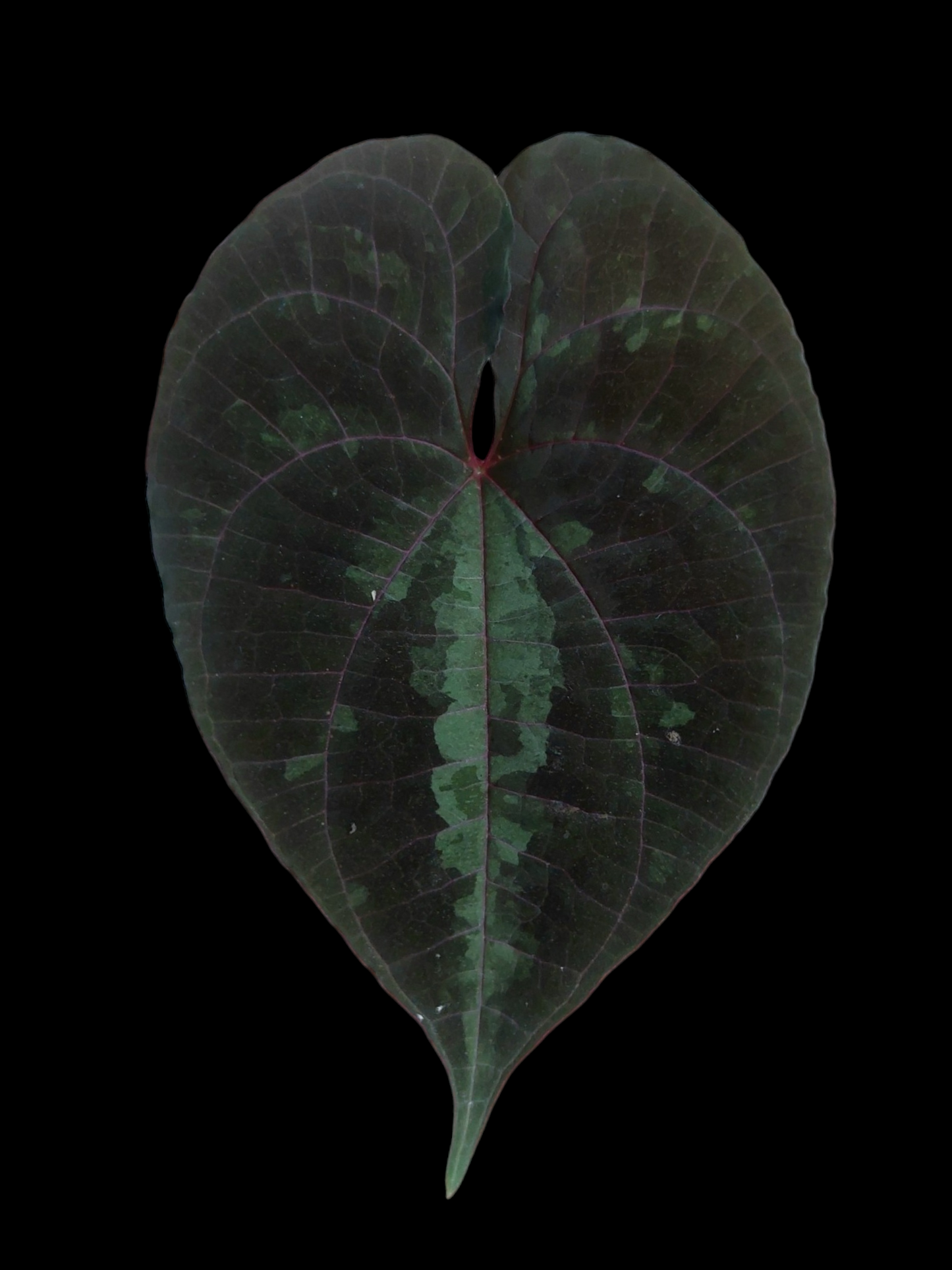 Dioscorea Discolor Peru ecotypes (EXACT PLANT)