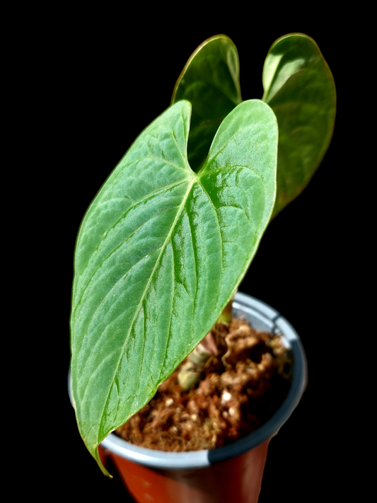 Anthurium sp. "Tarapoto Velvet" A0116 (EXACT PLANT)