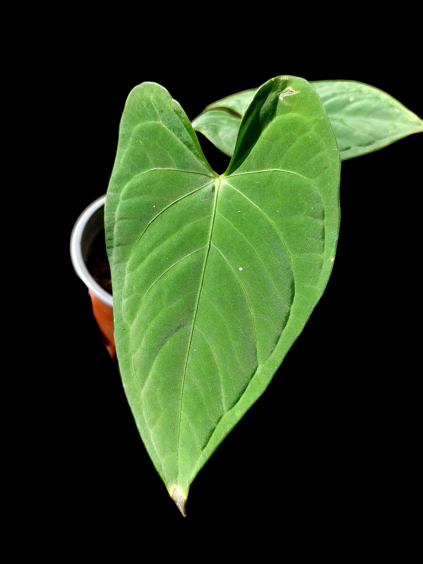 Anthurium sp. "Tarapoto Velvet" 2 Leaves (EXACT PLANT)