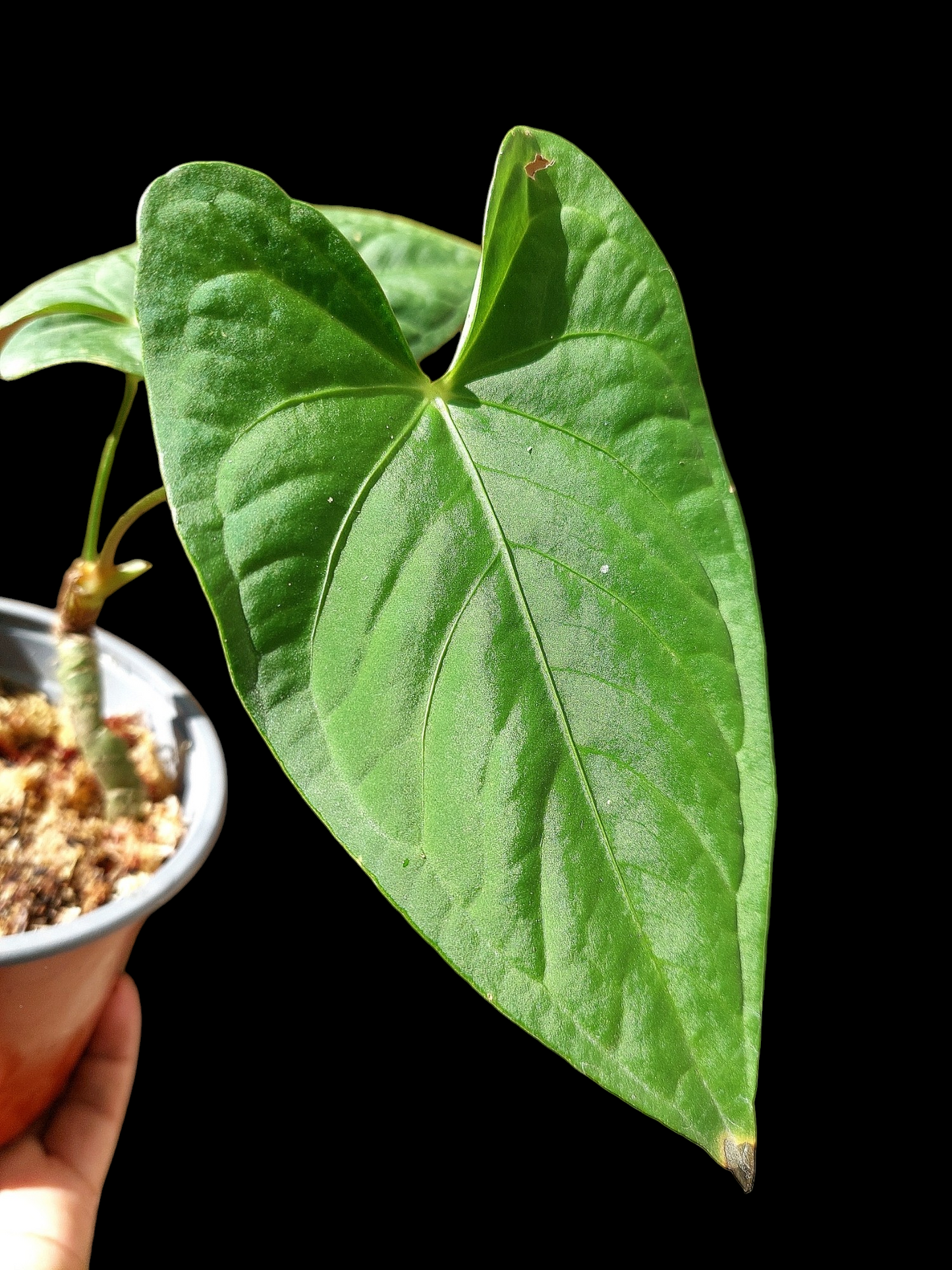 Anthurium sp. "Tarapoto Velvet" 2 Leaves (EXACT PLANT)