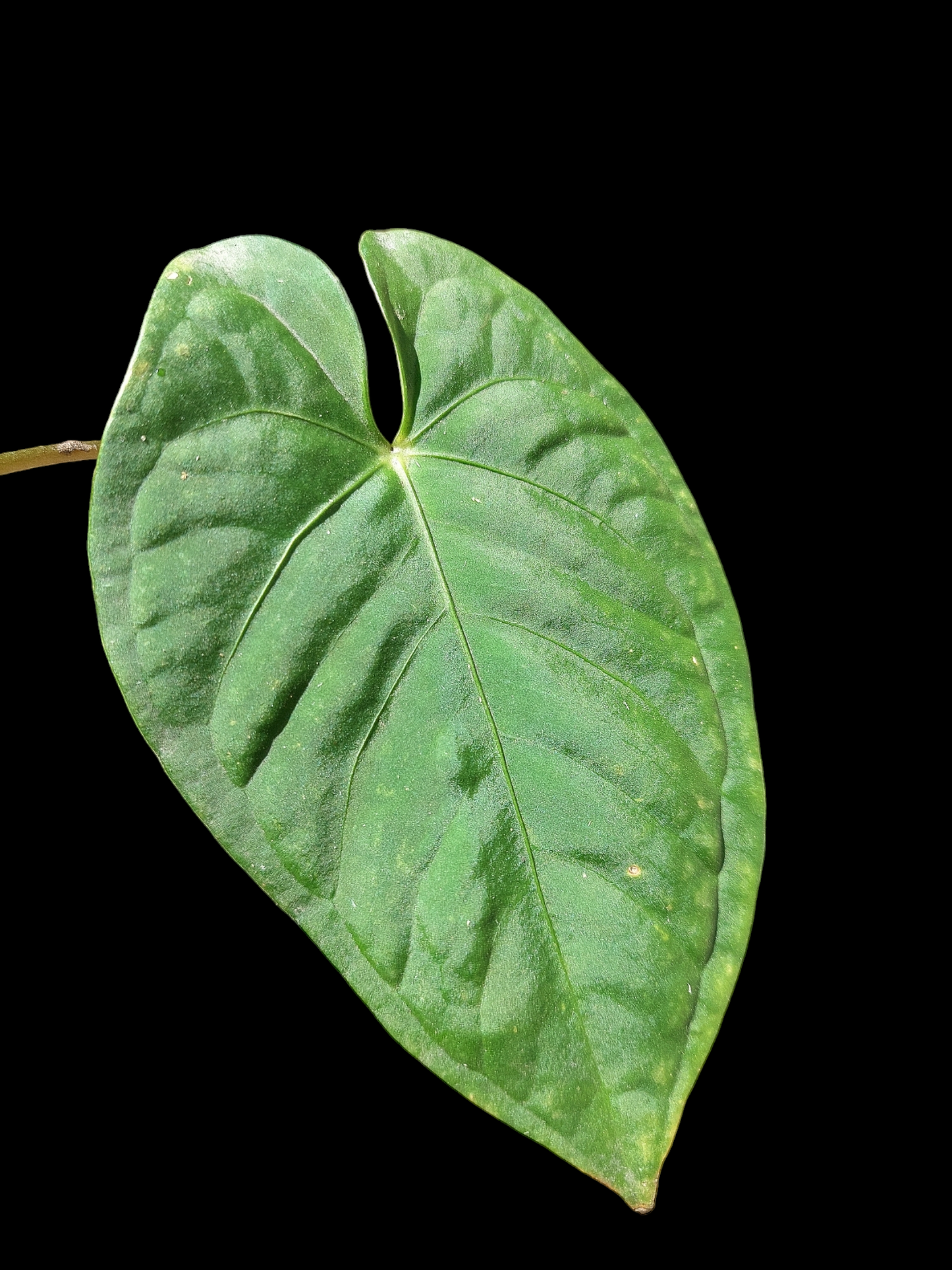 Anthurium sp. "Tarapoto Velvet" 2 Leaves (EXACT PLANT)