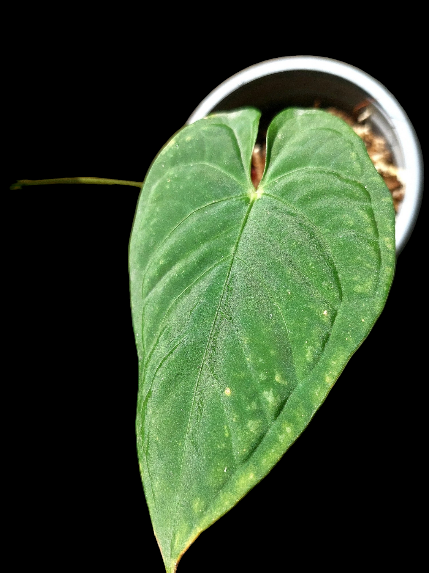 Anthurium sp. "Tarapoto Velvet" 2 Leaves (EXACT PLANT)