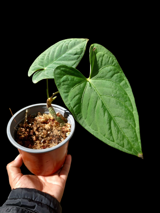 Anthurium sp. "Tarapoto Velvet" 2 Leaves (EXACT PLANT)