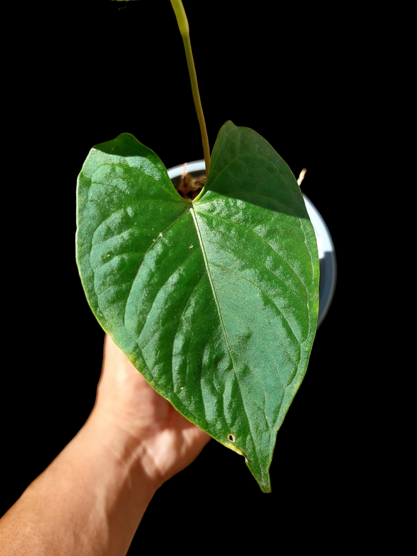 Anthurium sp. "Tarapoto Velvet" A0117 (EXACT PLANT)
