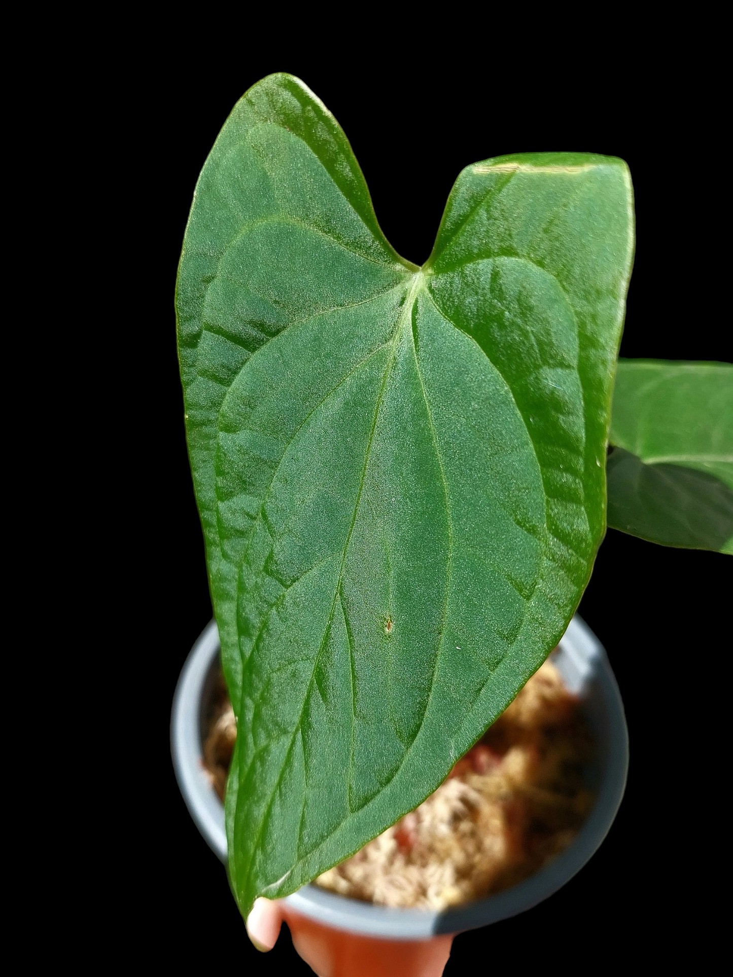 Anthurium sp. "Tarapoto Velvet" A0117 (EXACT PLANT)