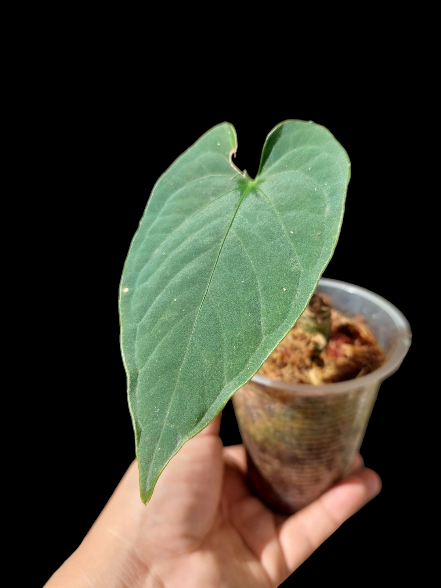 Anthurium sp. "Tarapoto Velvet" A0118 (EXACT PLANT)