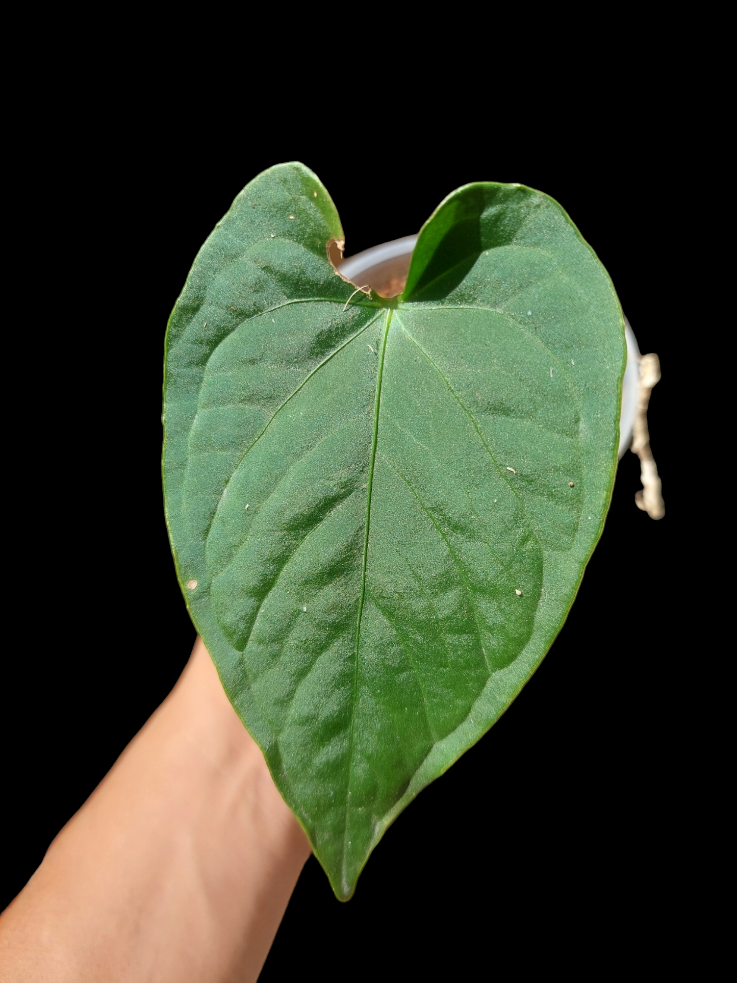 Anthurium sp. "Tarapoto Velvet" A0118 (EXACT PLANT)