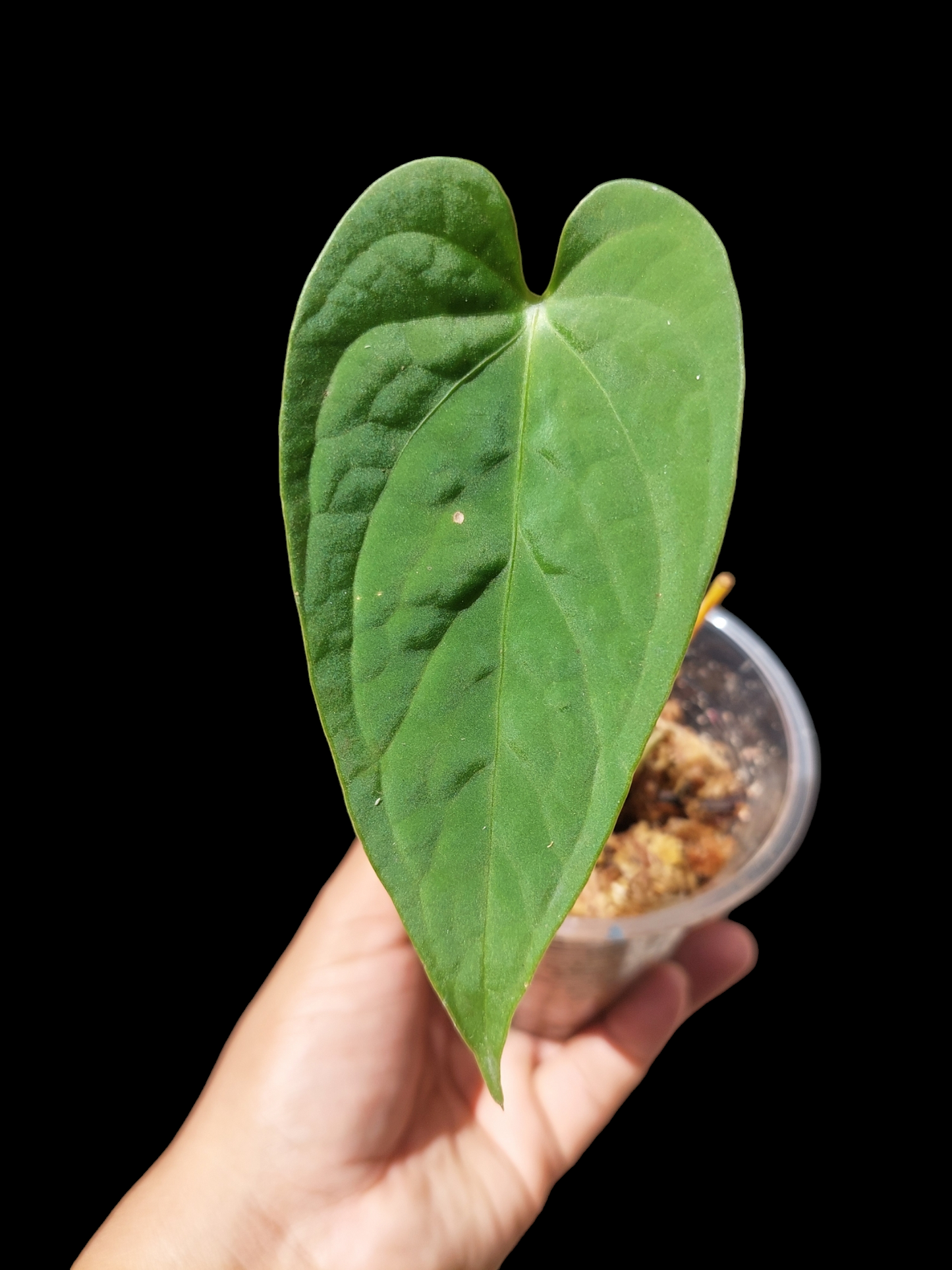 Anthurium sp. "Tarapoto Velvet" A0119 (EXACT PLANT)