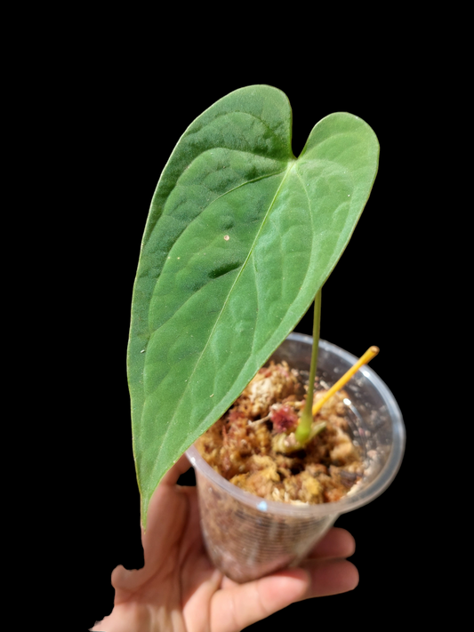 Anthurium sp. "Tarapoto Velvet" A0119 (EXACT PLANT)