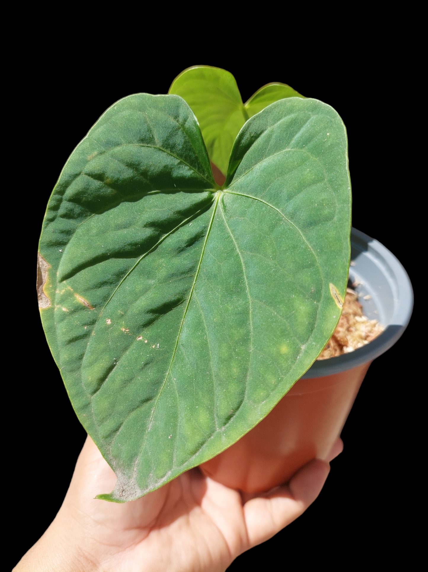 Anthurium sp. "Tarapoto Velvet" A0120 (EXACT PLANT)