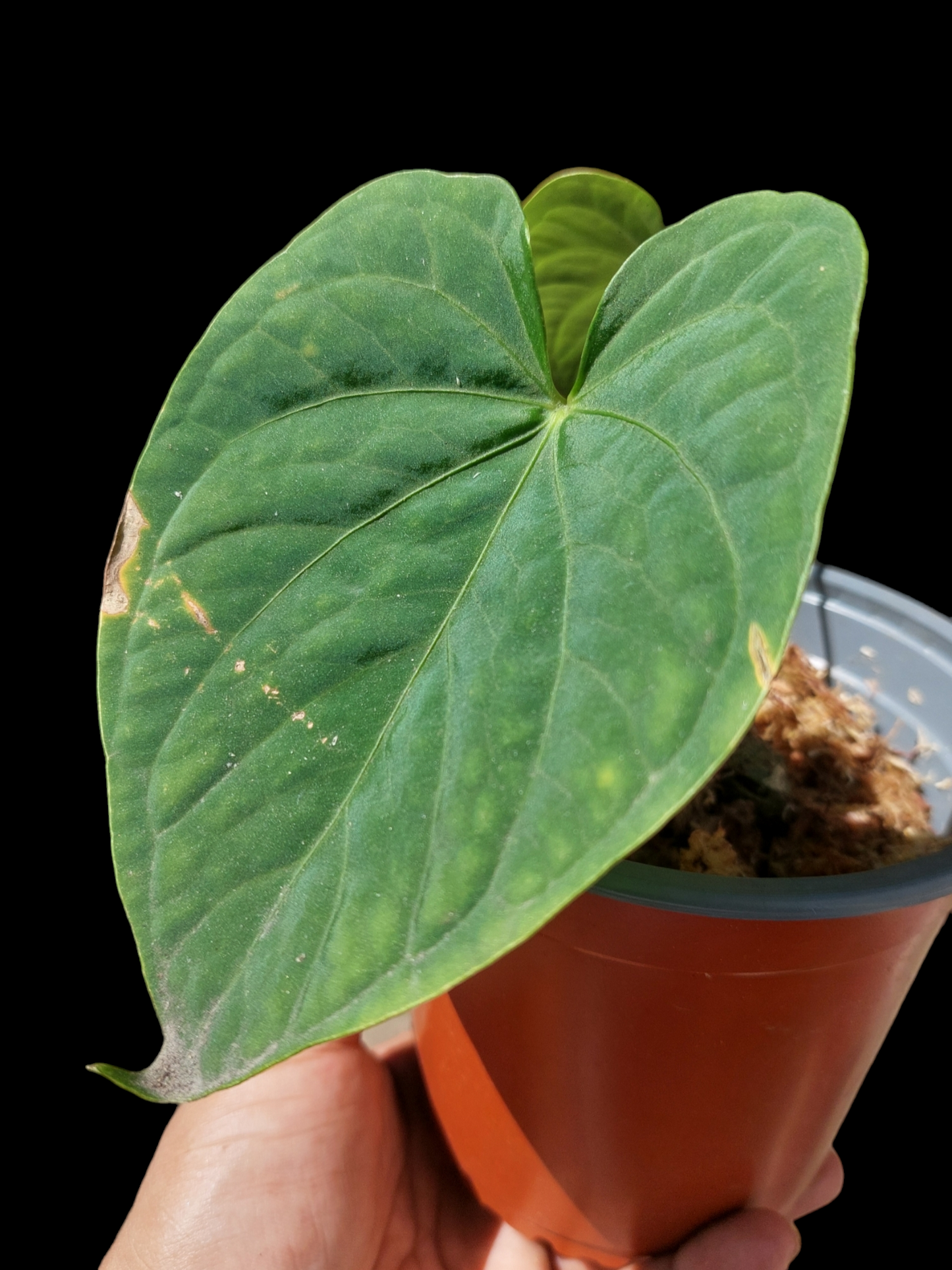 Anthurium sp. "Tarapoto Velvet" A0120 (EXACT PLANT)