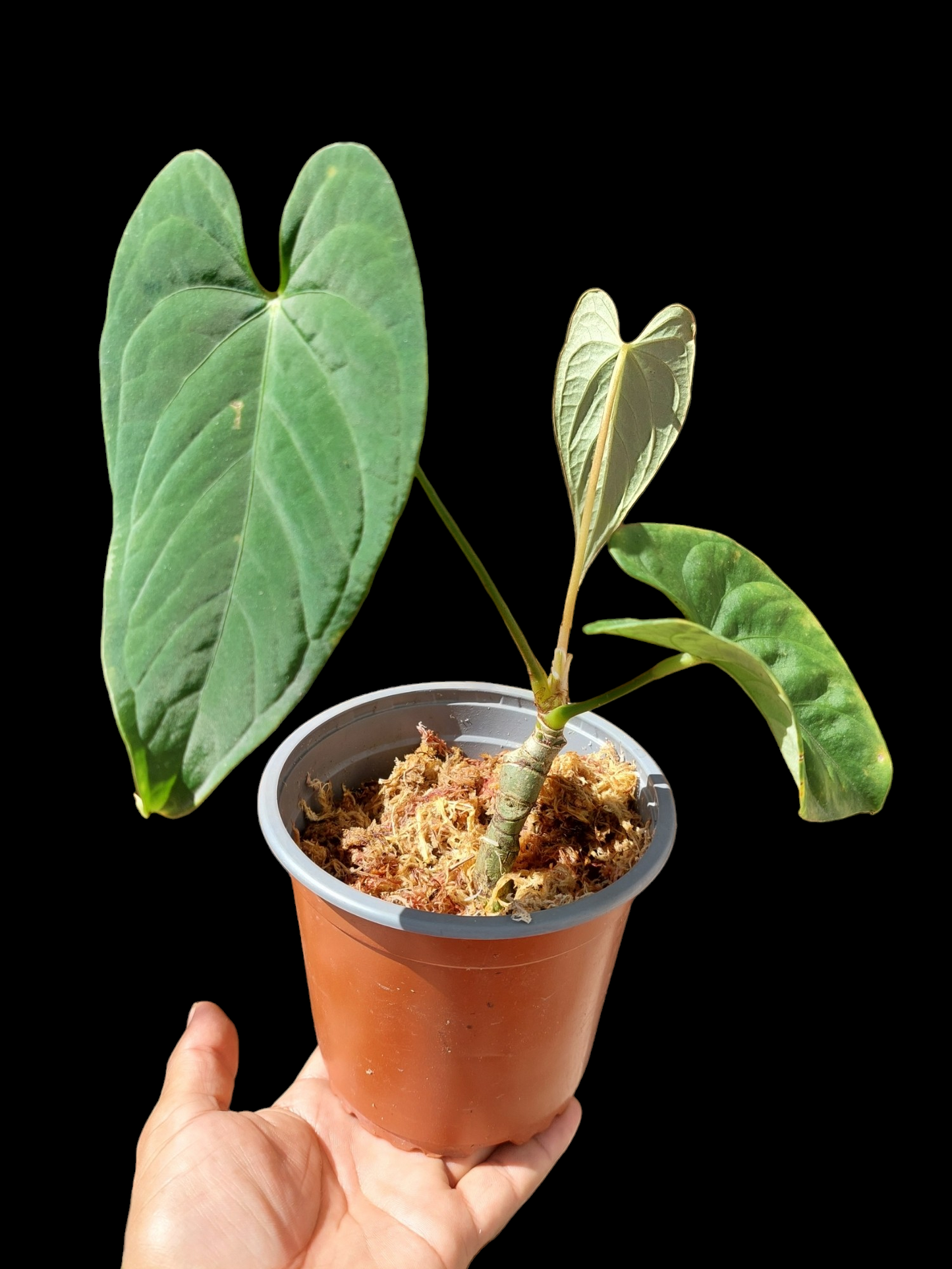 Anthurium sp. "Tarapoto Velvet" A0121 (EXACT PLANT)
