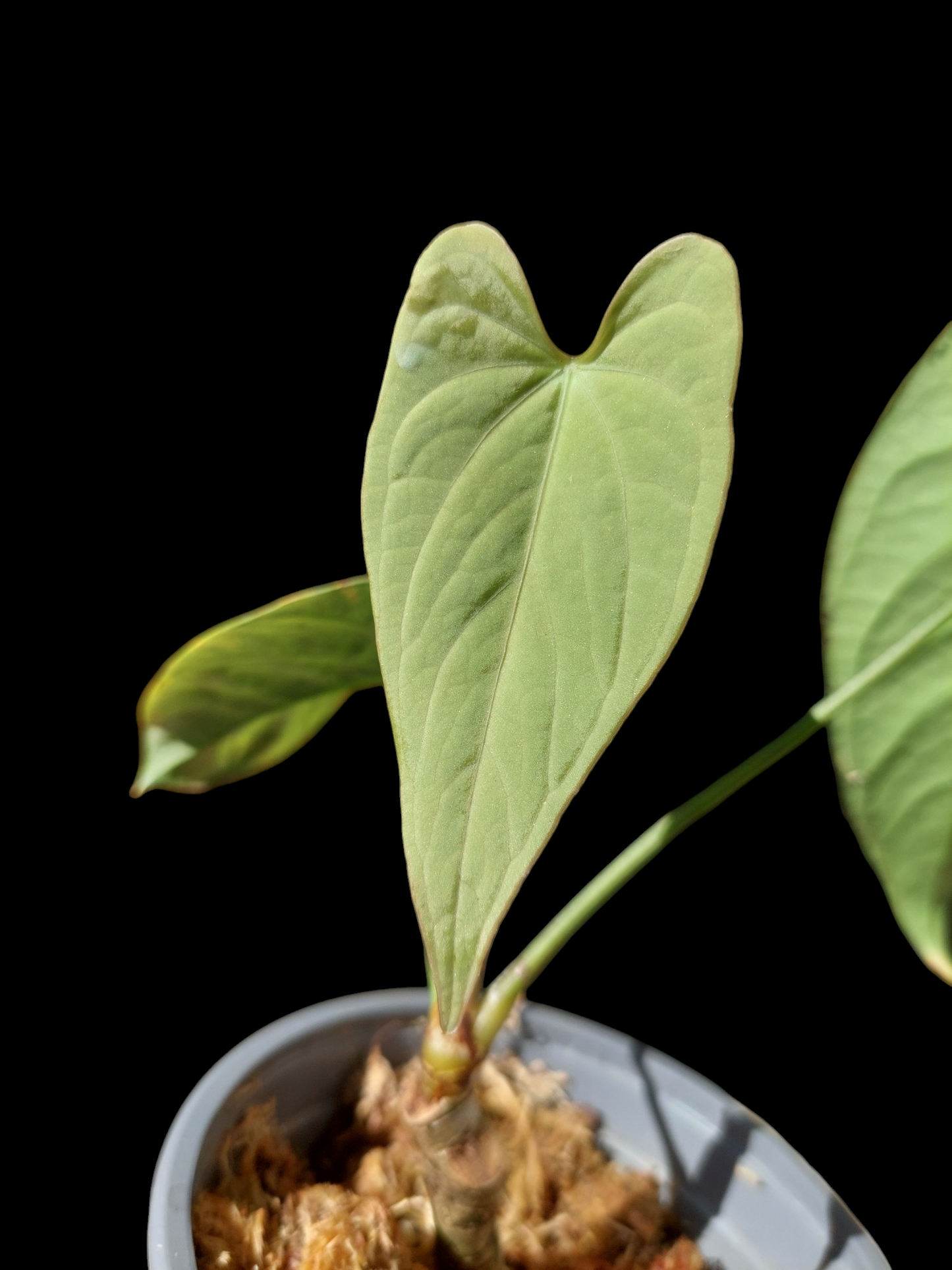 Anthurium sp. "Tarapoto Velvet" A0121 (EXACT PLANT)