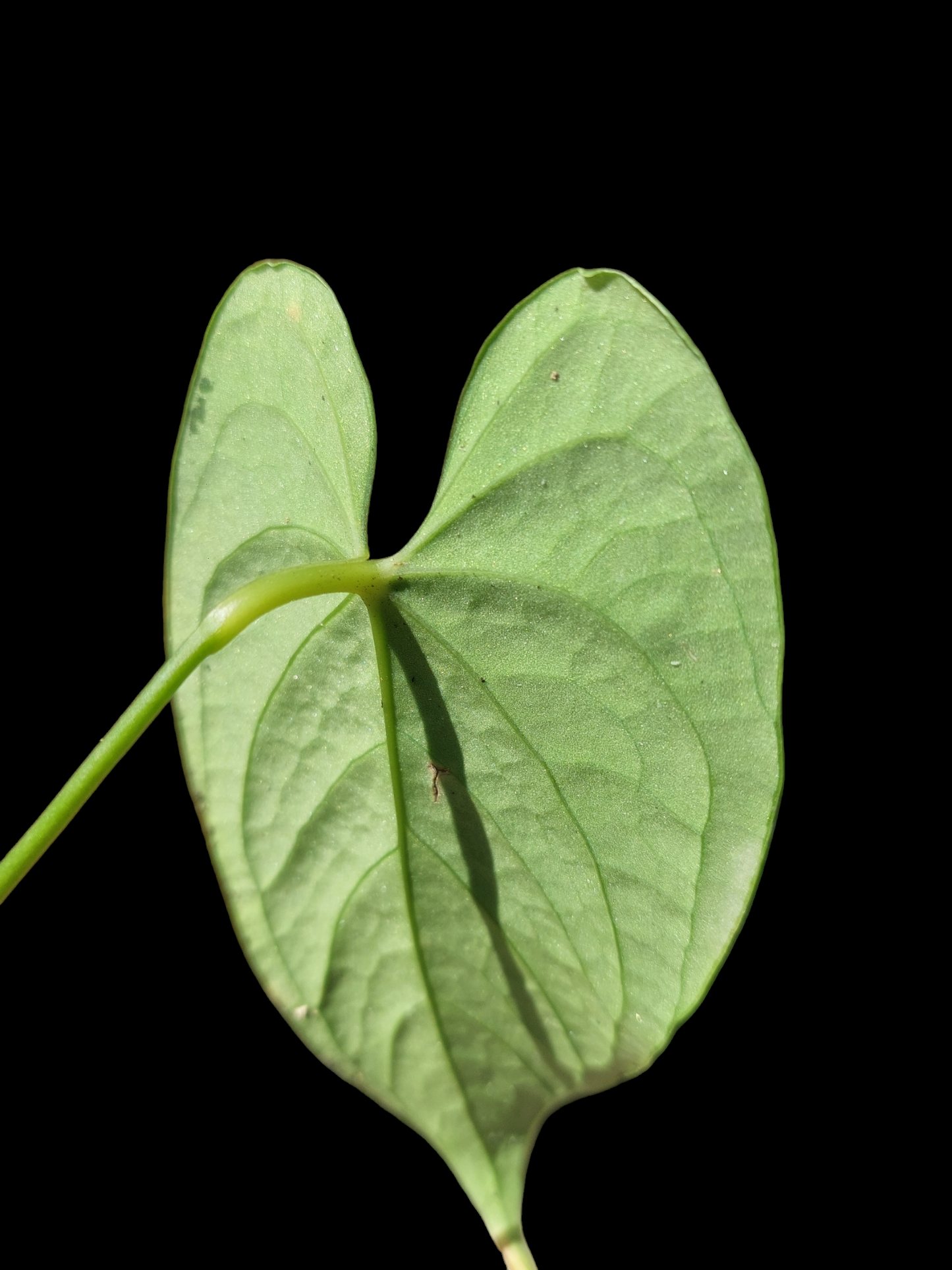 Anthurium sp. "Tarapoto Velvet" A0121 (EXACT PLANT)