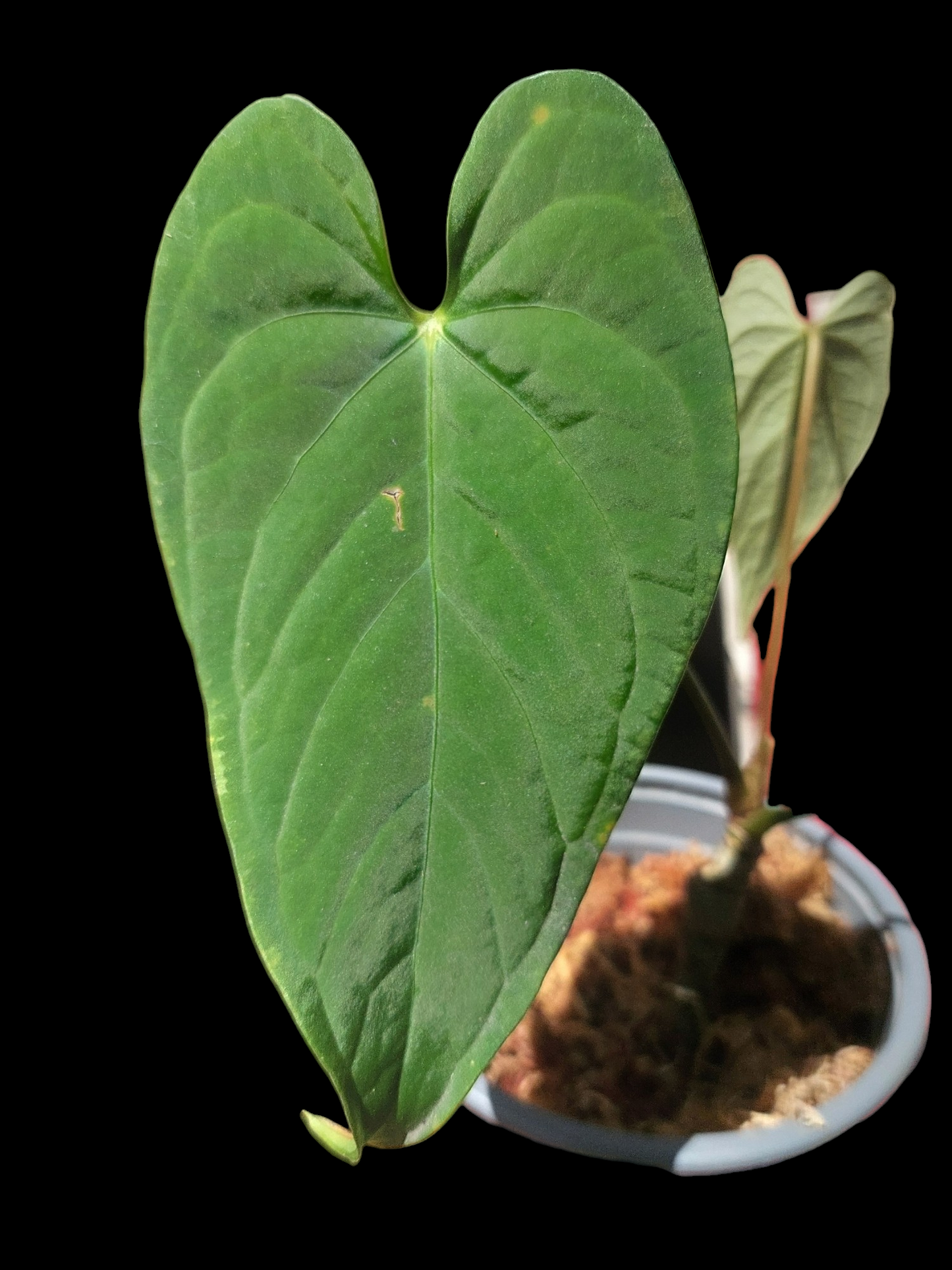 Anthurium sp. "Tarapoto Velvet" A0121 (EXACT PLANT)