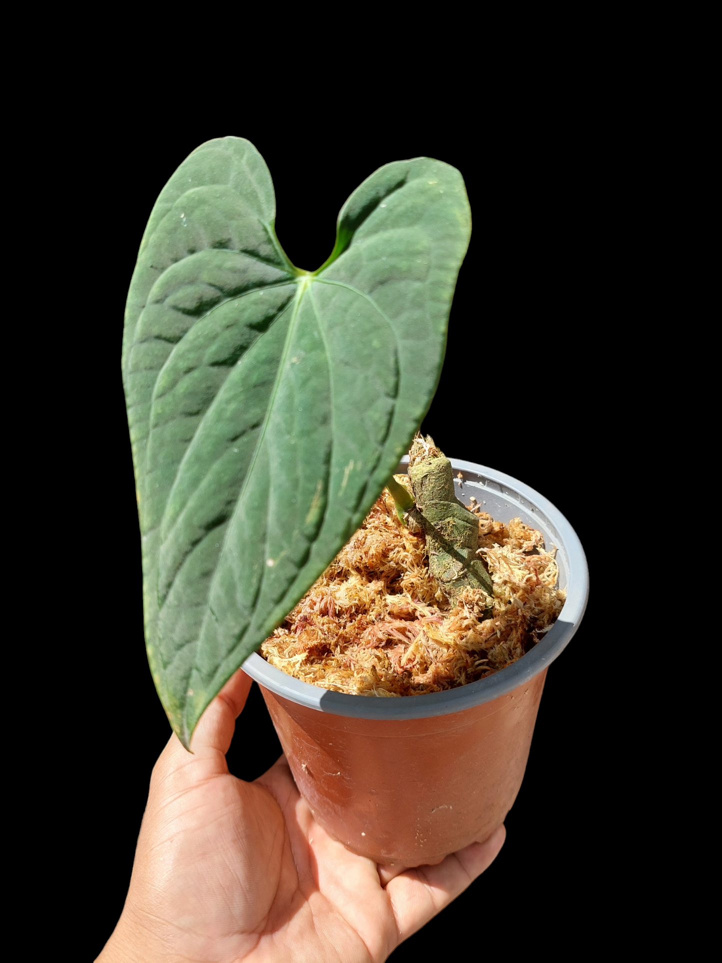 Anthurium sp. "Tarapoto Velvet" A0122 (EXACT PLANT)